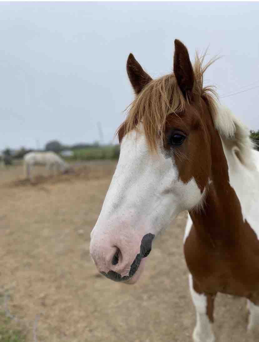 Alan’s ( horse ) medical treatment campaign photo, 7 of 13