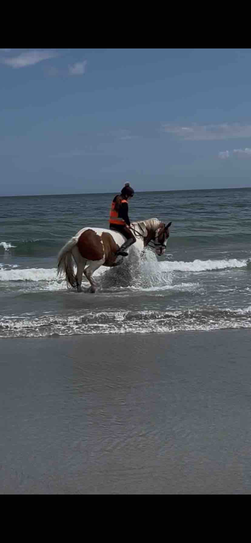 Alan’s ( horse ) medical treatment campaign photo, 8 of 13