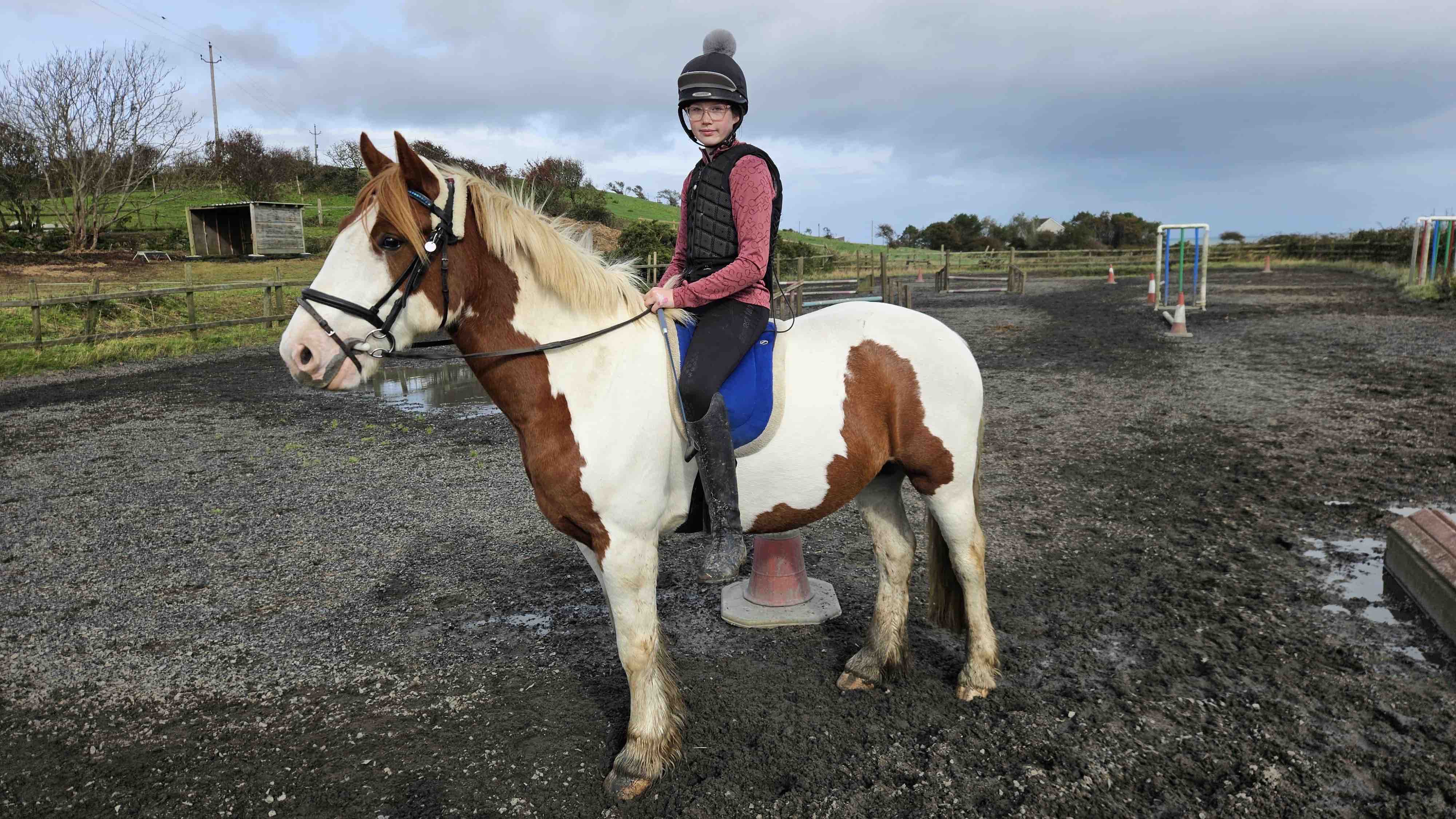 Alan’s ( horse ) medical treatment campaign photo, 9 of 13