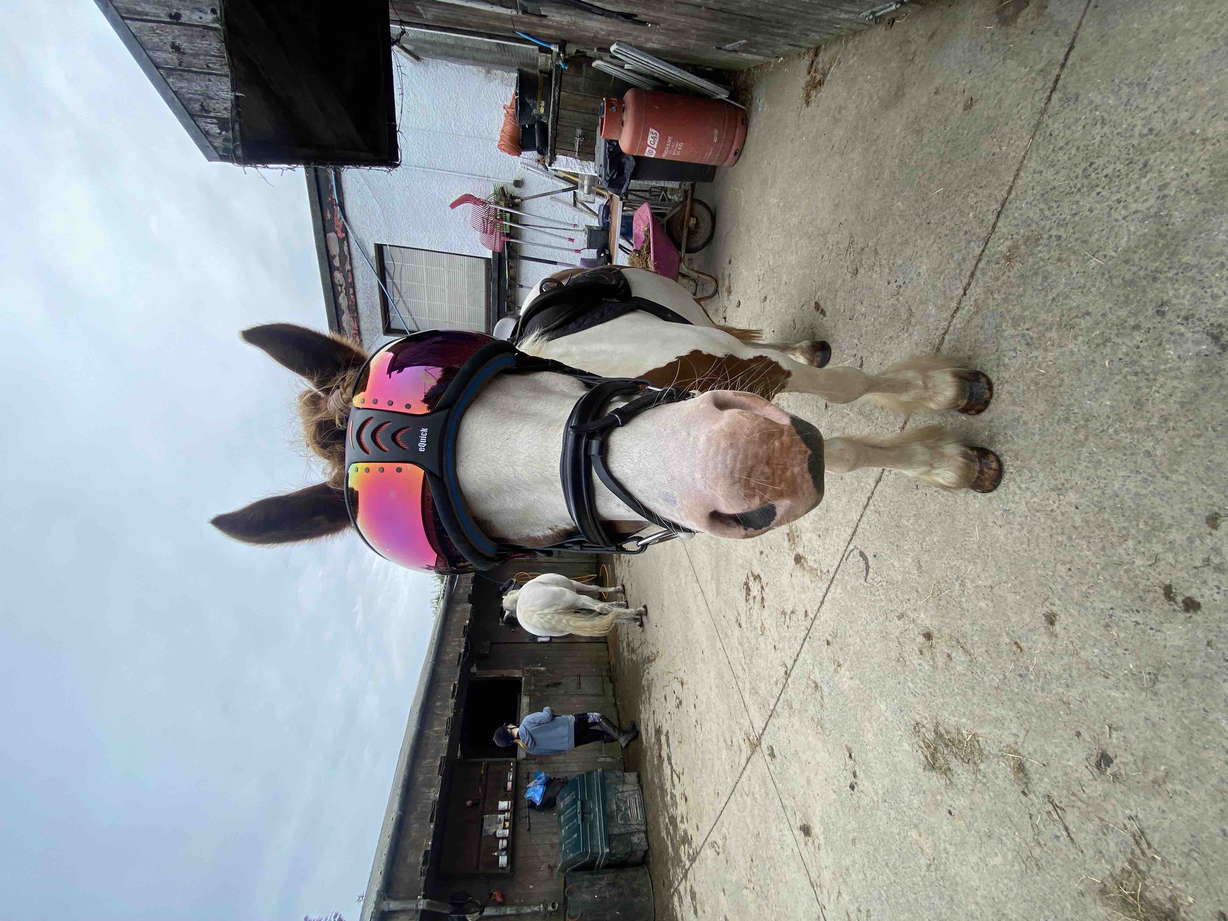 Alan’s ( horse ) medical treatment campaign photo, 10 of 13