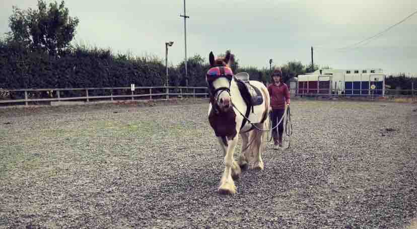 Alan’s ( horse ) medical treatment campaign photo, 11 of 13