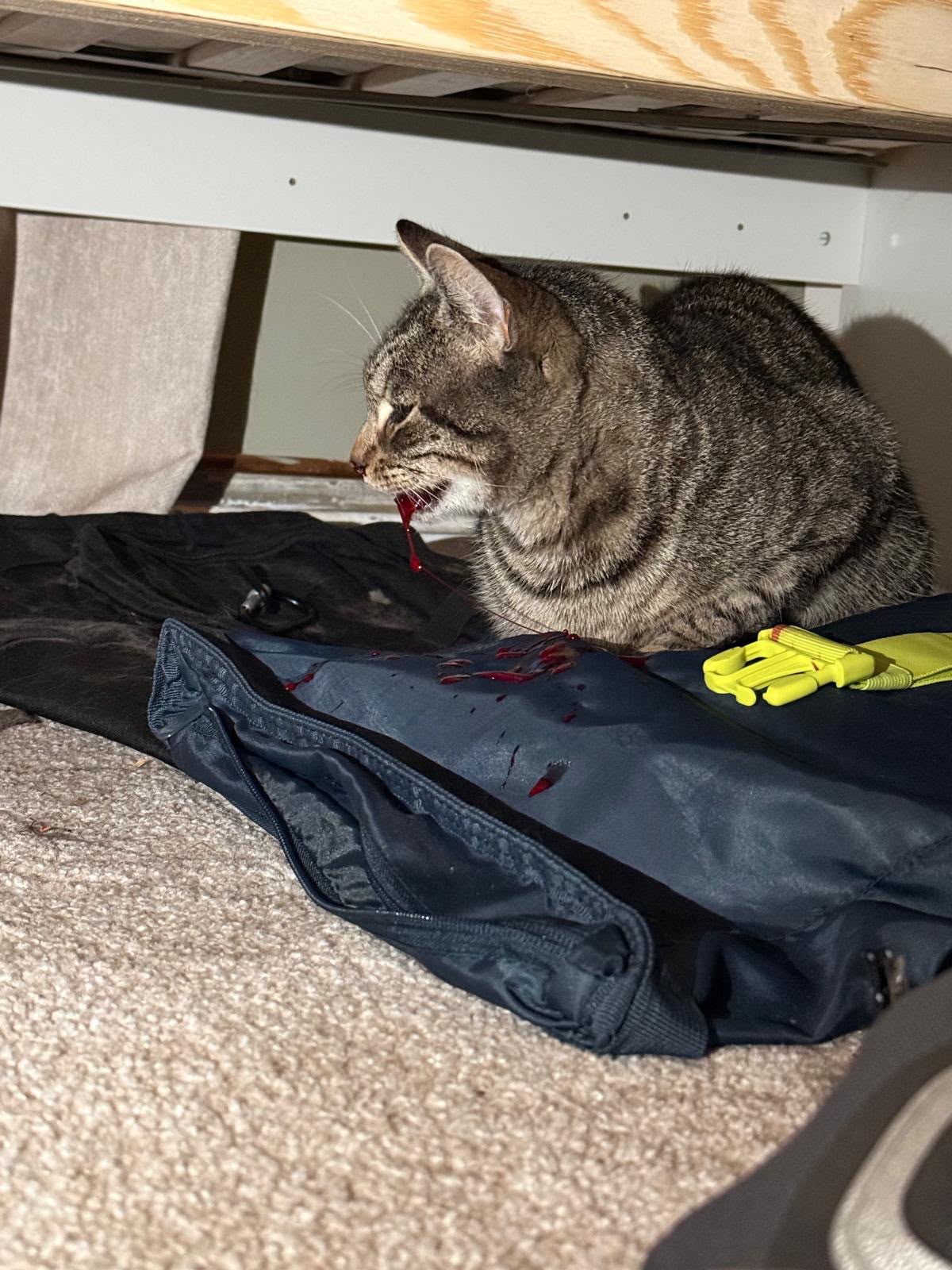 Help save Milo’s Life campaign photo, 5 of 5