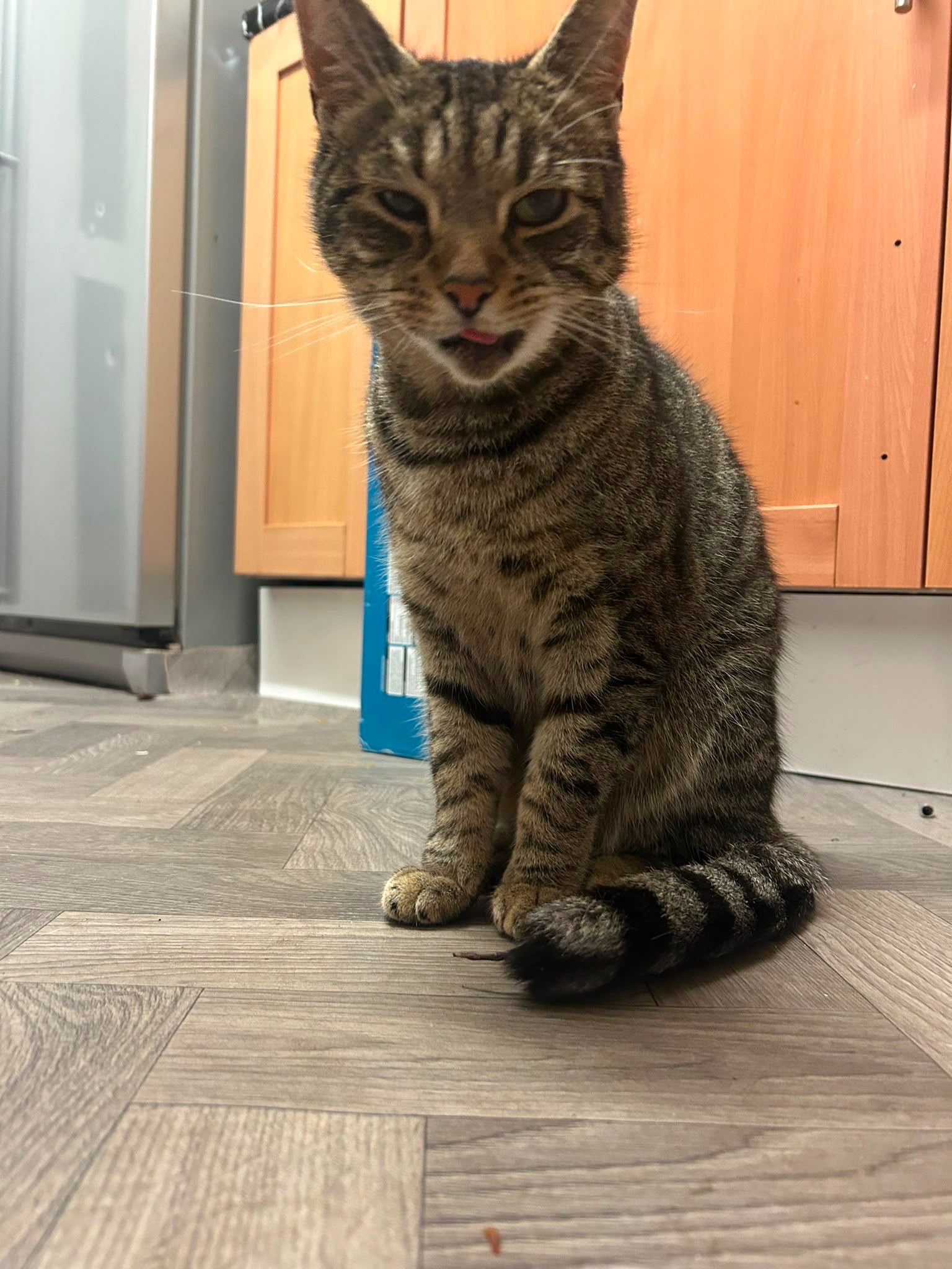 Help save Milo’s Life campaign photo, 4 of 5