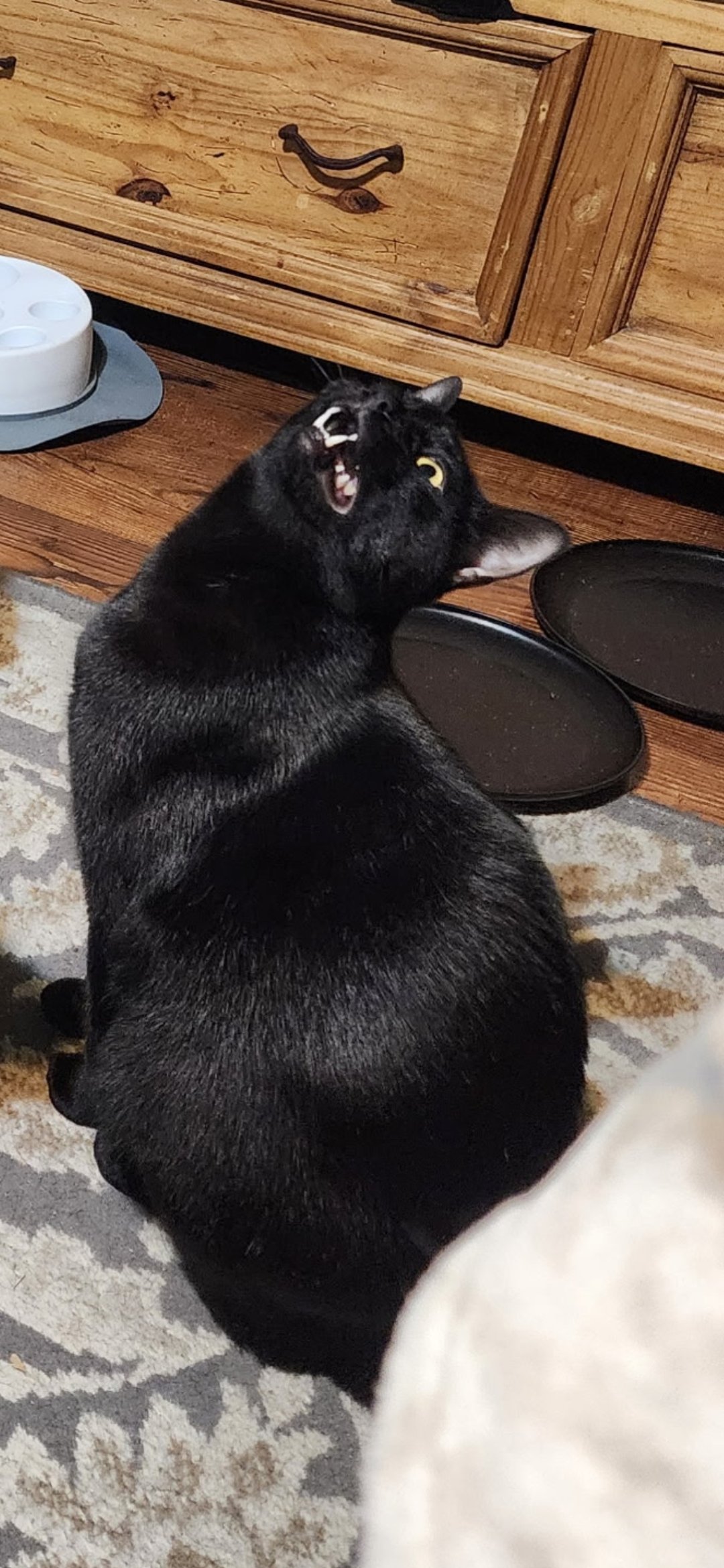 Help Save Bugs, Our Beloved Support Kitty campaign photo, 6 of 7