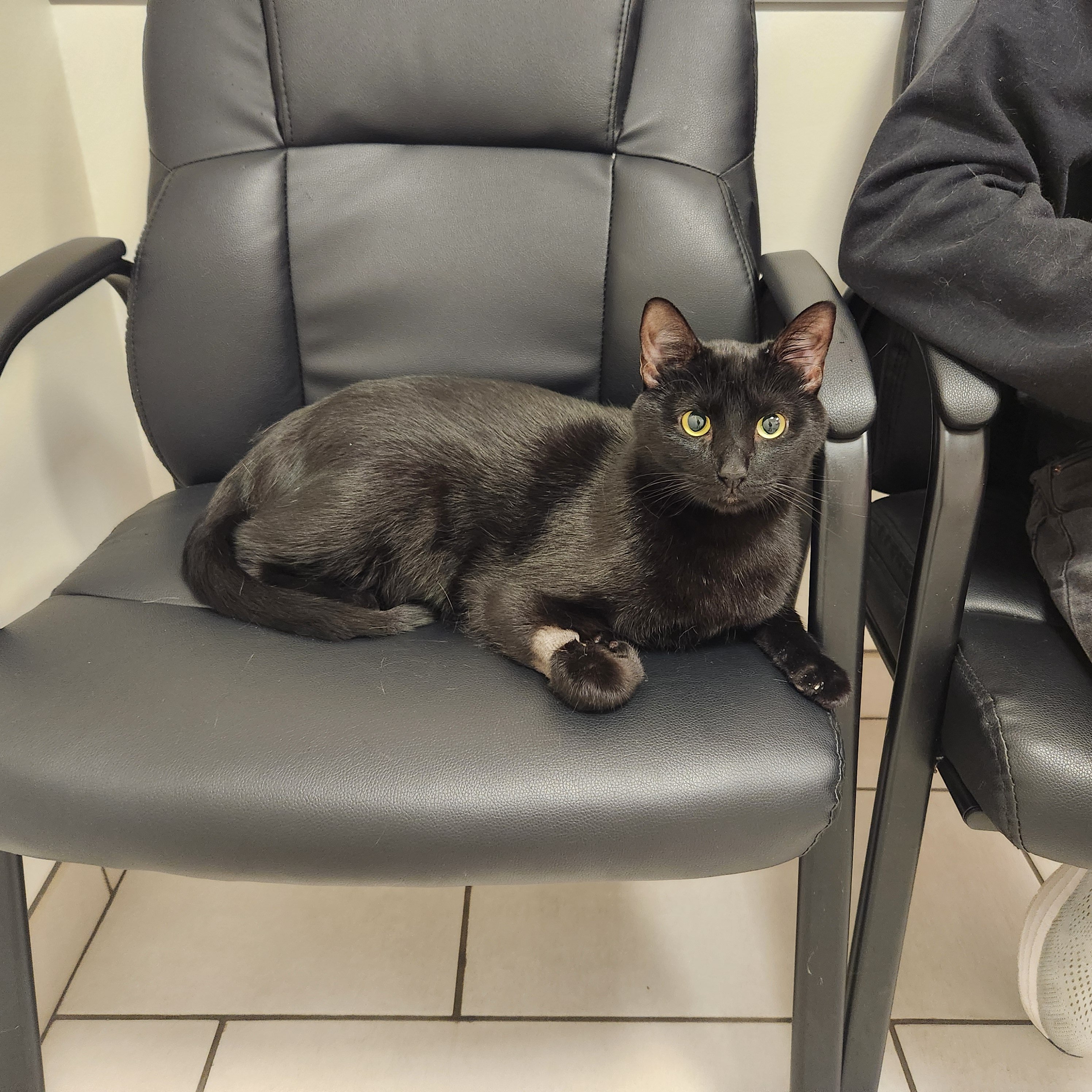 Help Save Bugs, Our Beloved Support Kitty campaign photo, 4 of 7