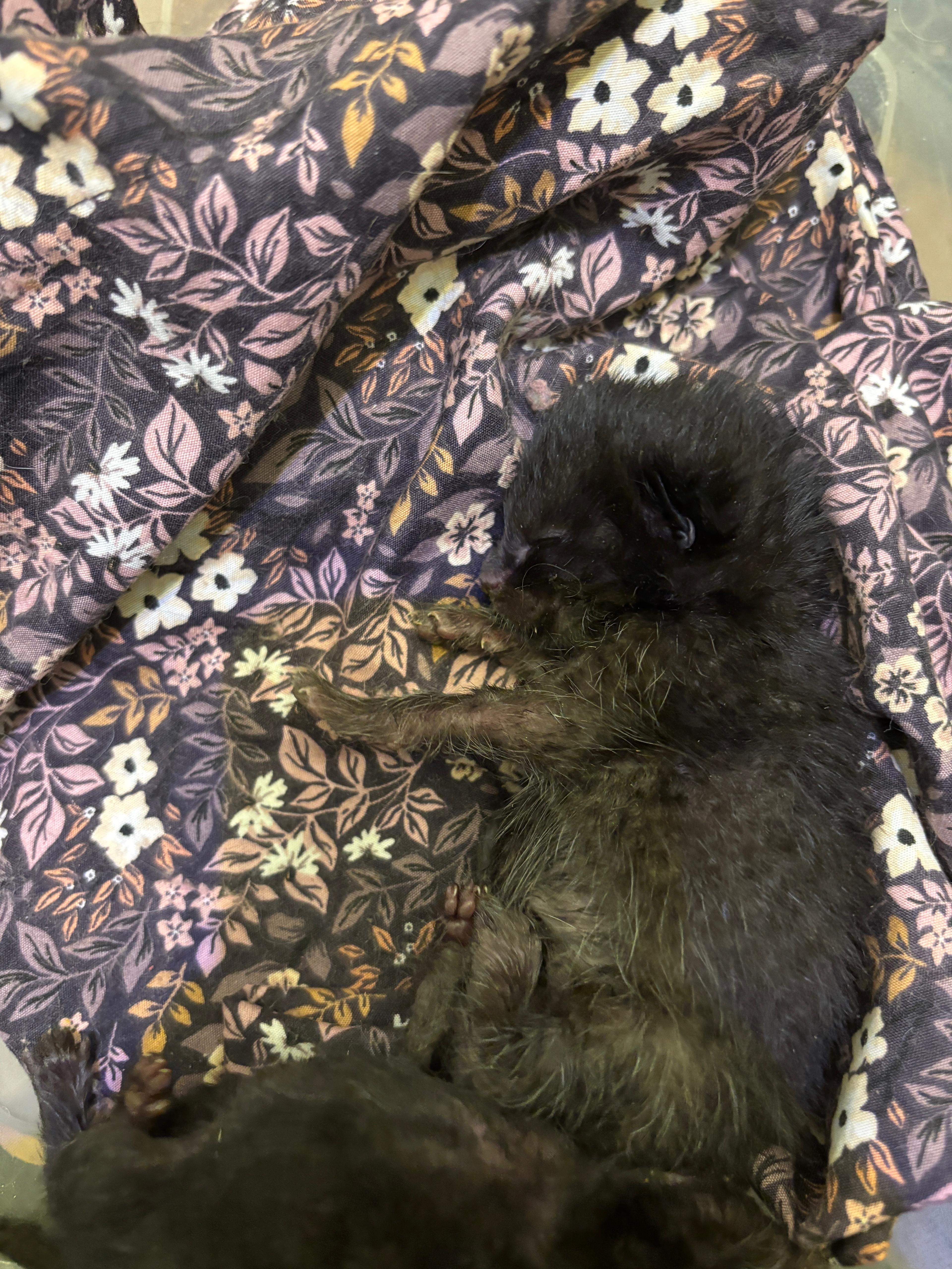 TWO NEWBORN KITTENS ABANDONED AT OUR DOOR! campaign photo, 4 of 5