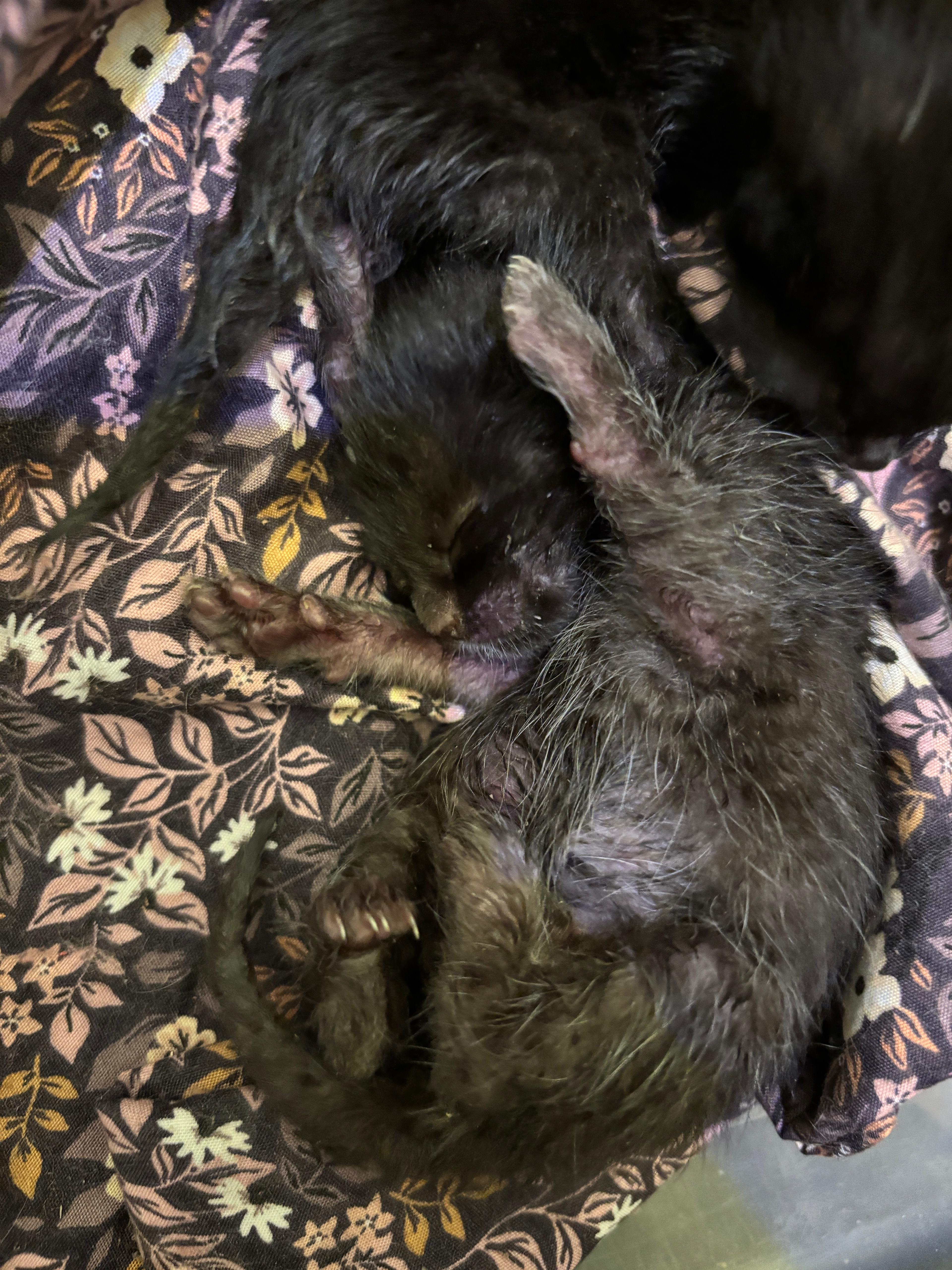 TWO NEWBORN KITTENS ABANDONED AT OUR DOOR! campaign photo, 2 of 5