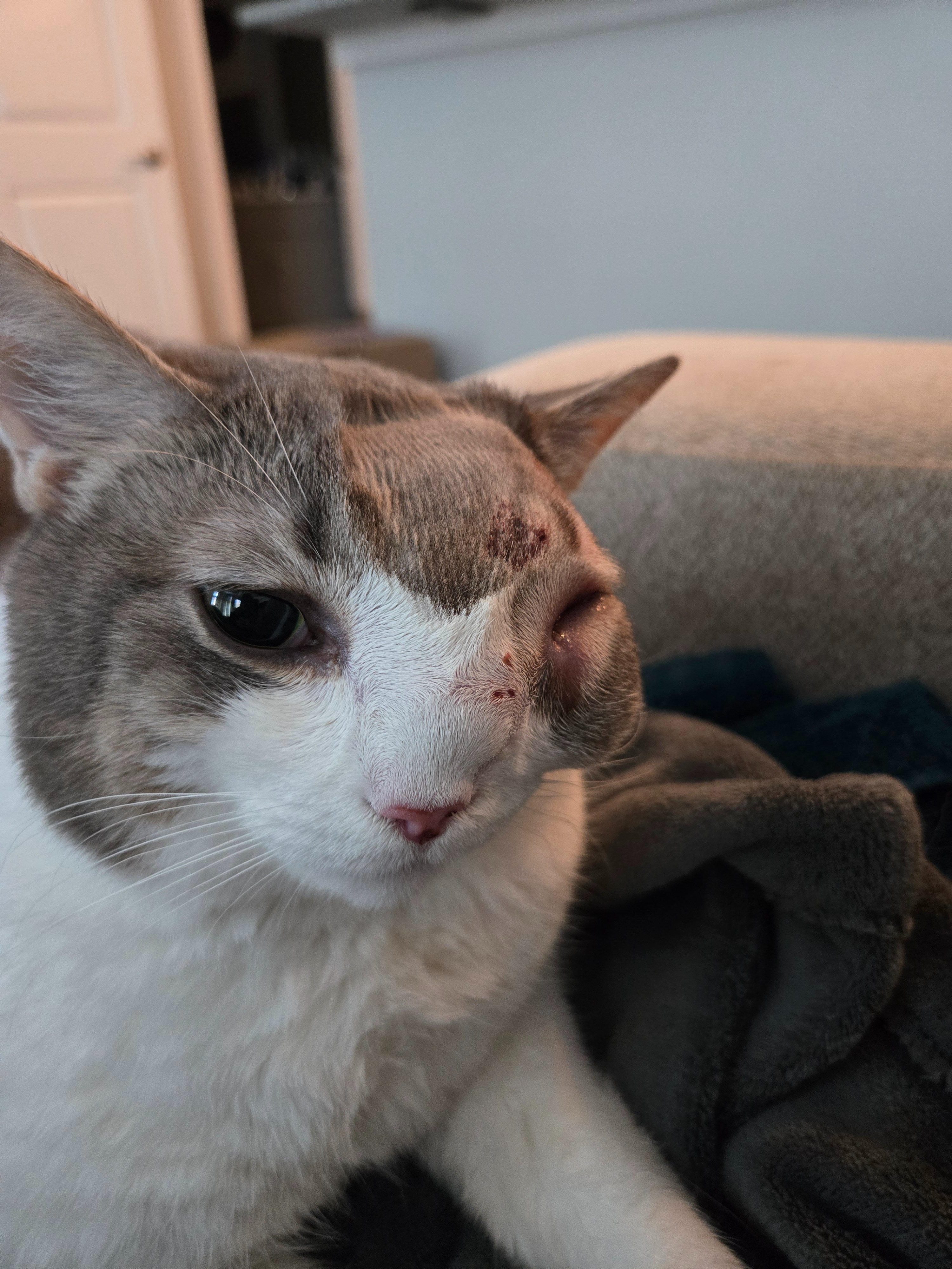 My sweet Goosey girl has passed campaign photo, 2 of 8