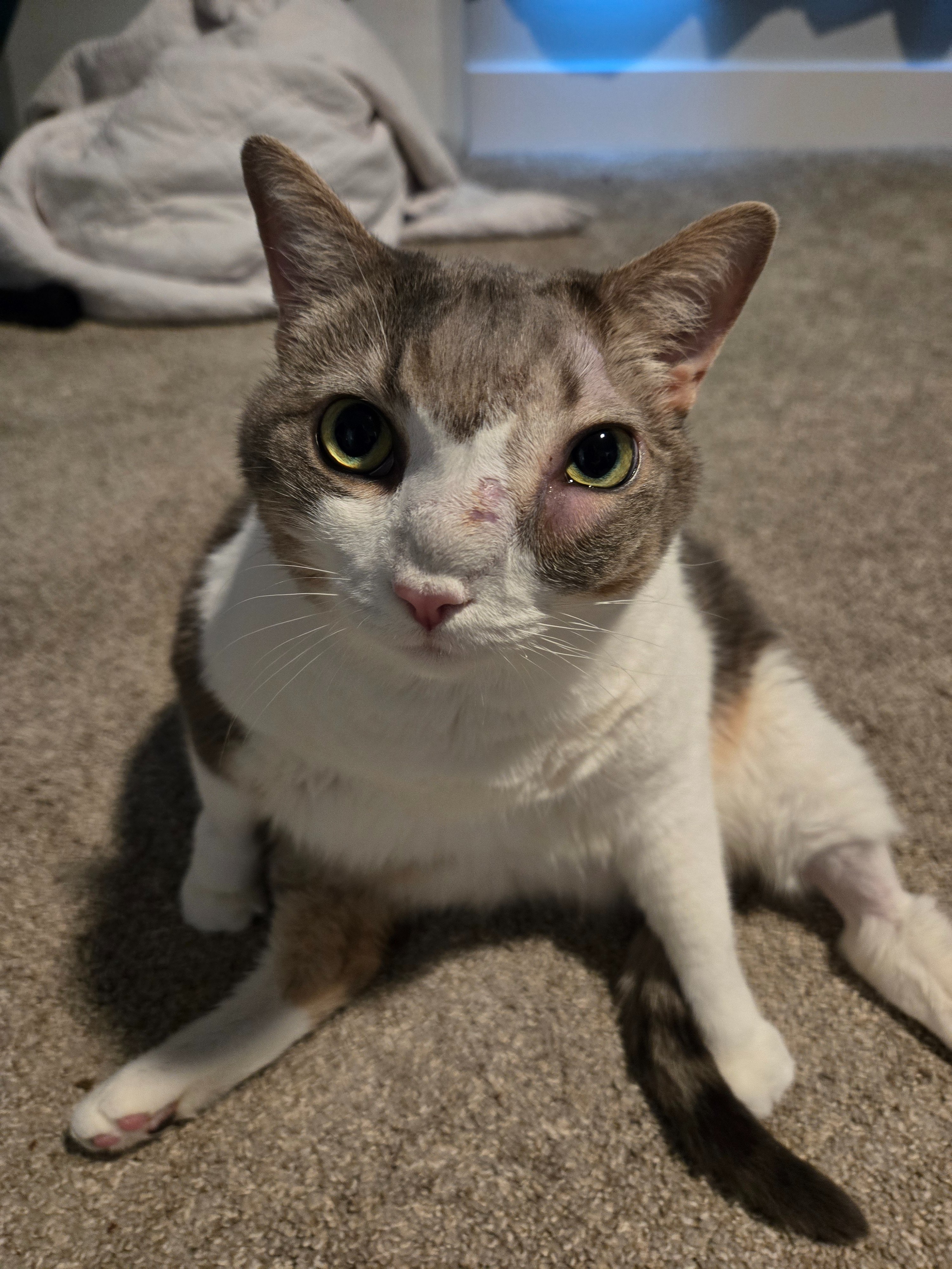 My sweet Goosey girl has passed campaign photo, 5 of 8