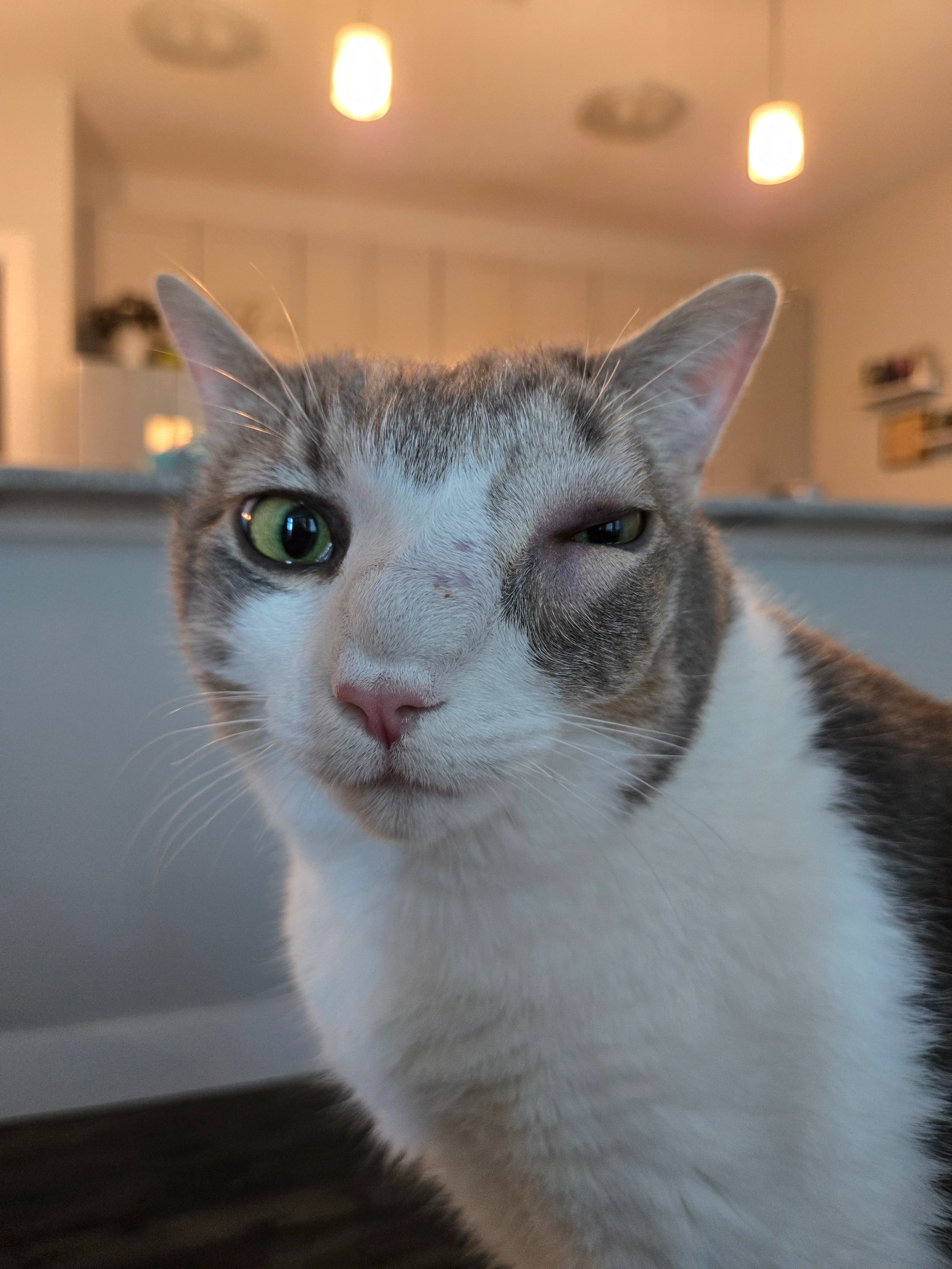 My sweet Goosey girl has passed campaign photo, 6 of 8