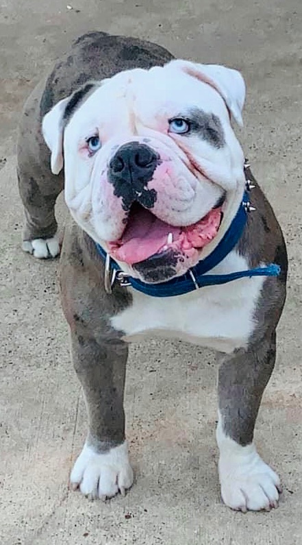 Help Romeo, My Service Dog, Get Lifesaving Surgery campaign photo, 7 of 8