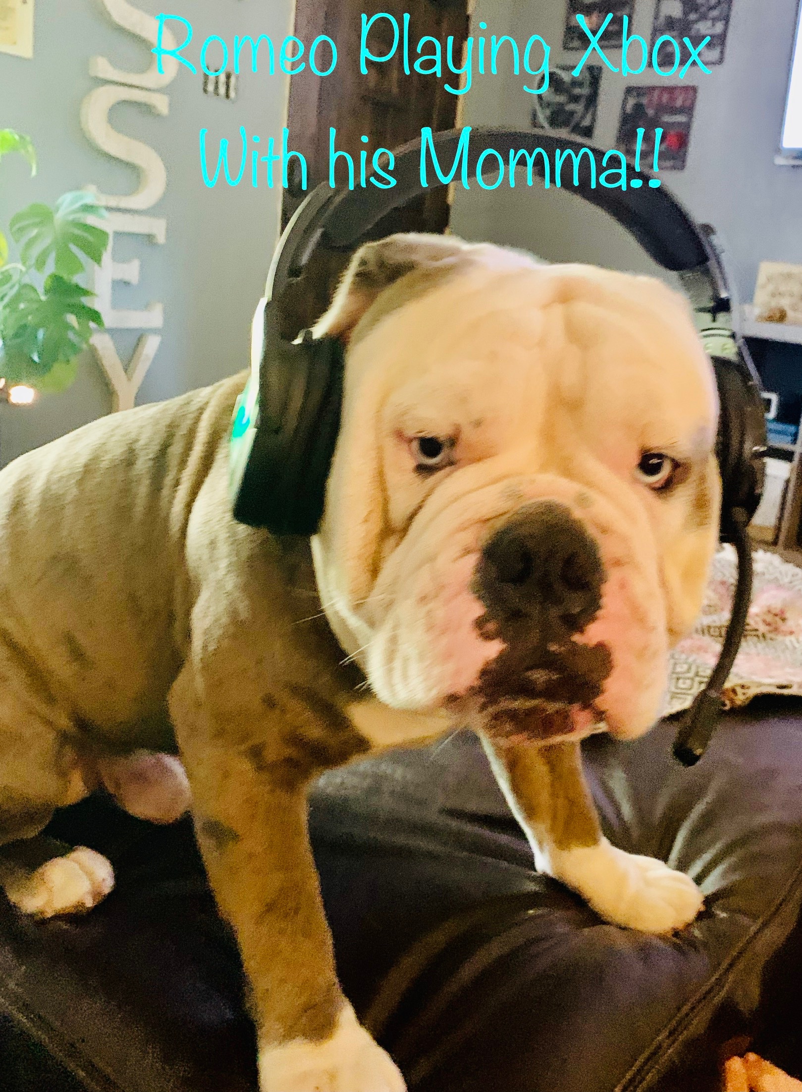 Help Romeo, My Service Dog, Get Lifesaving Surgery campaign photo, 5 of 8