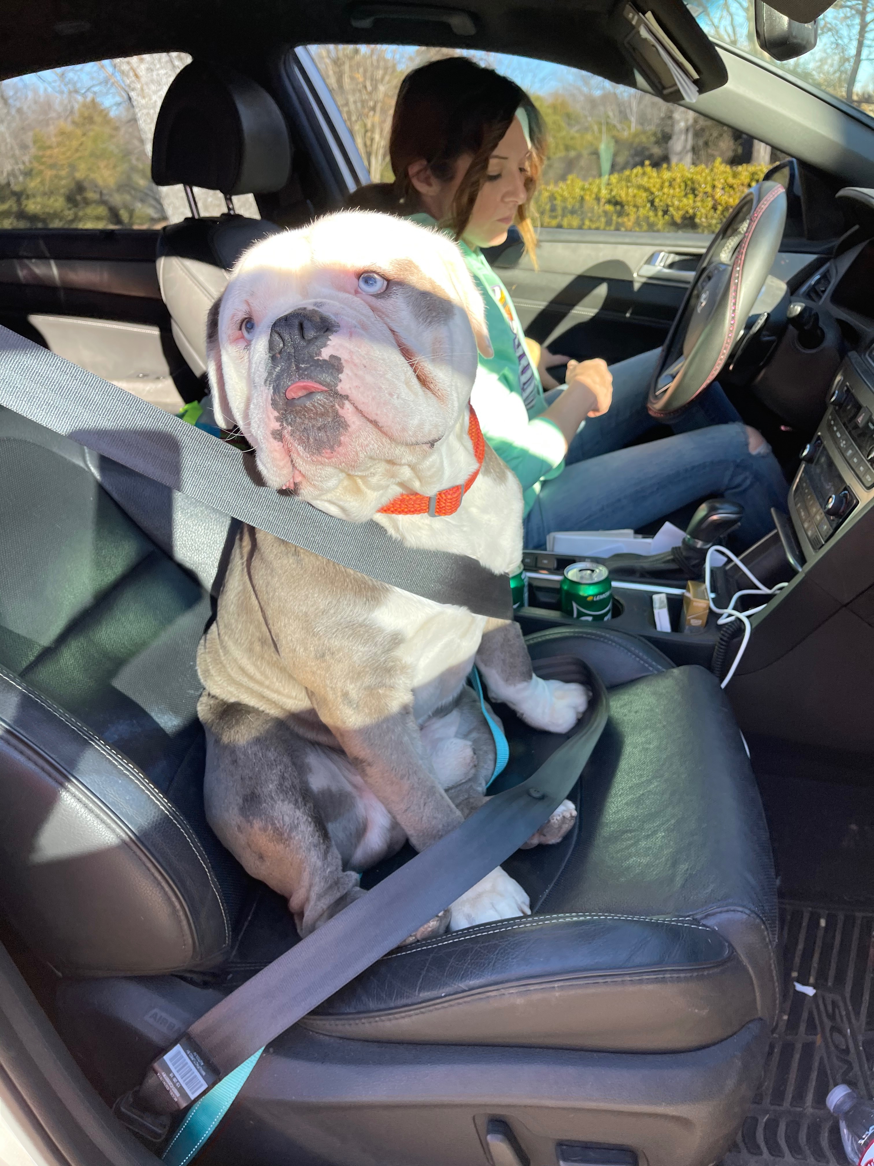 Help Romeo, My Service Dog, Get Lifesaving Surgery campaign photo, 6 of 8
