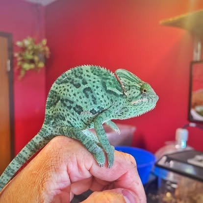 Community Support for Red River Exotics & Aquatics campaign photo, 6 of 8