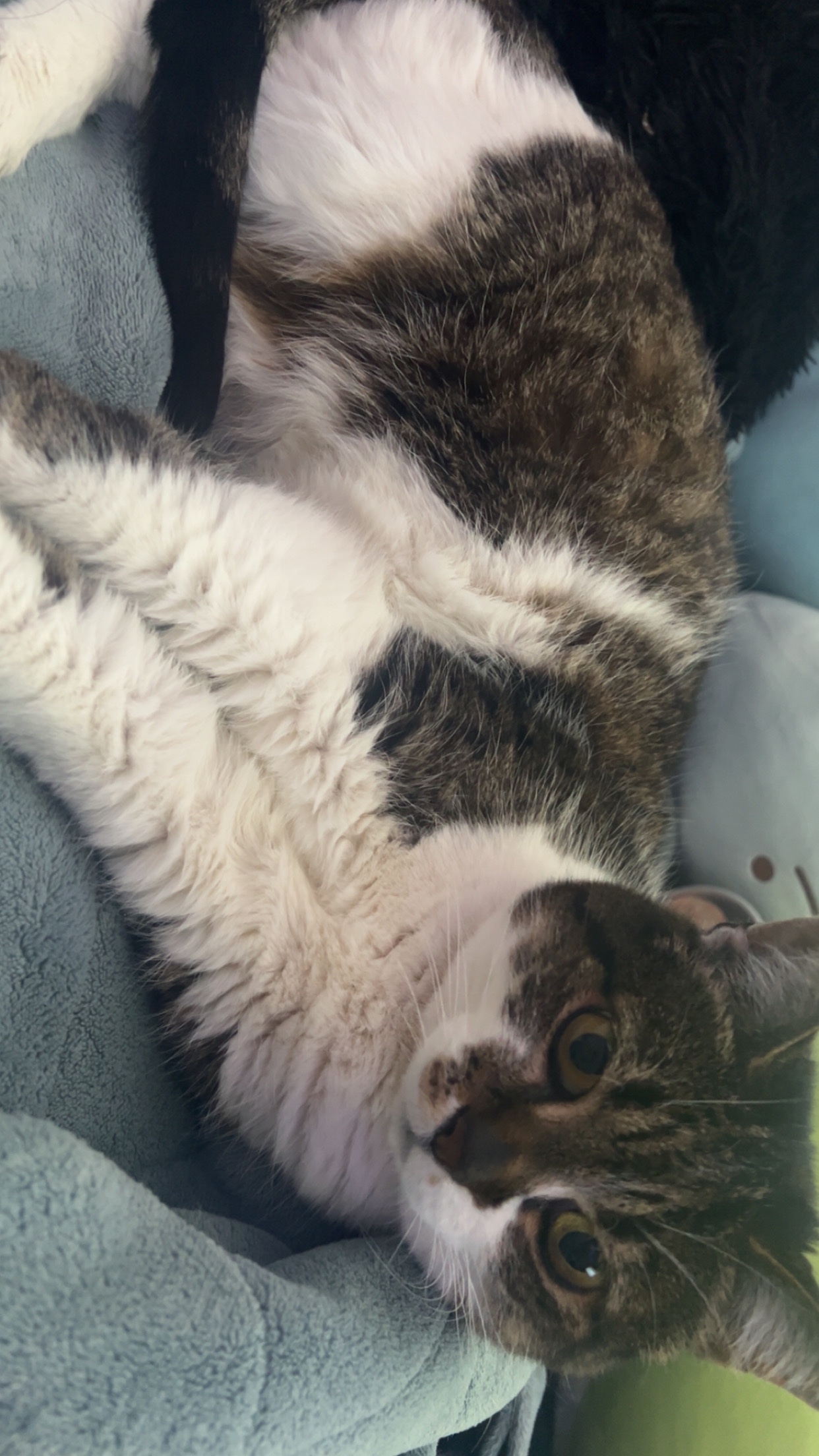 Help Cassandra Get Her Cat to the Vet campaign photo, 4 of 8