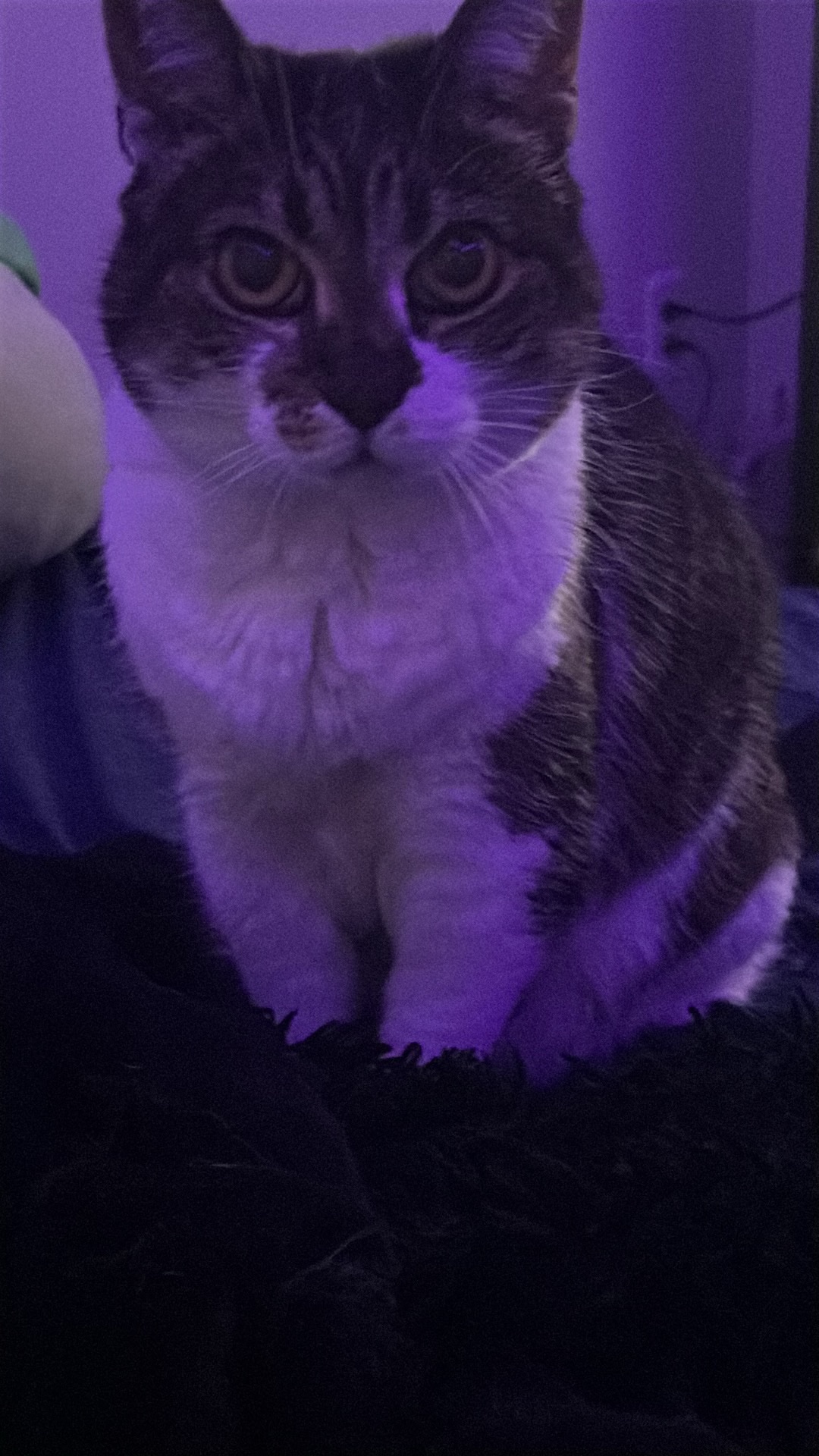 Help Cassandra Get Her Cat to the Vet campaign photo, 2 of 8