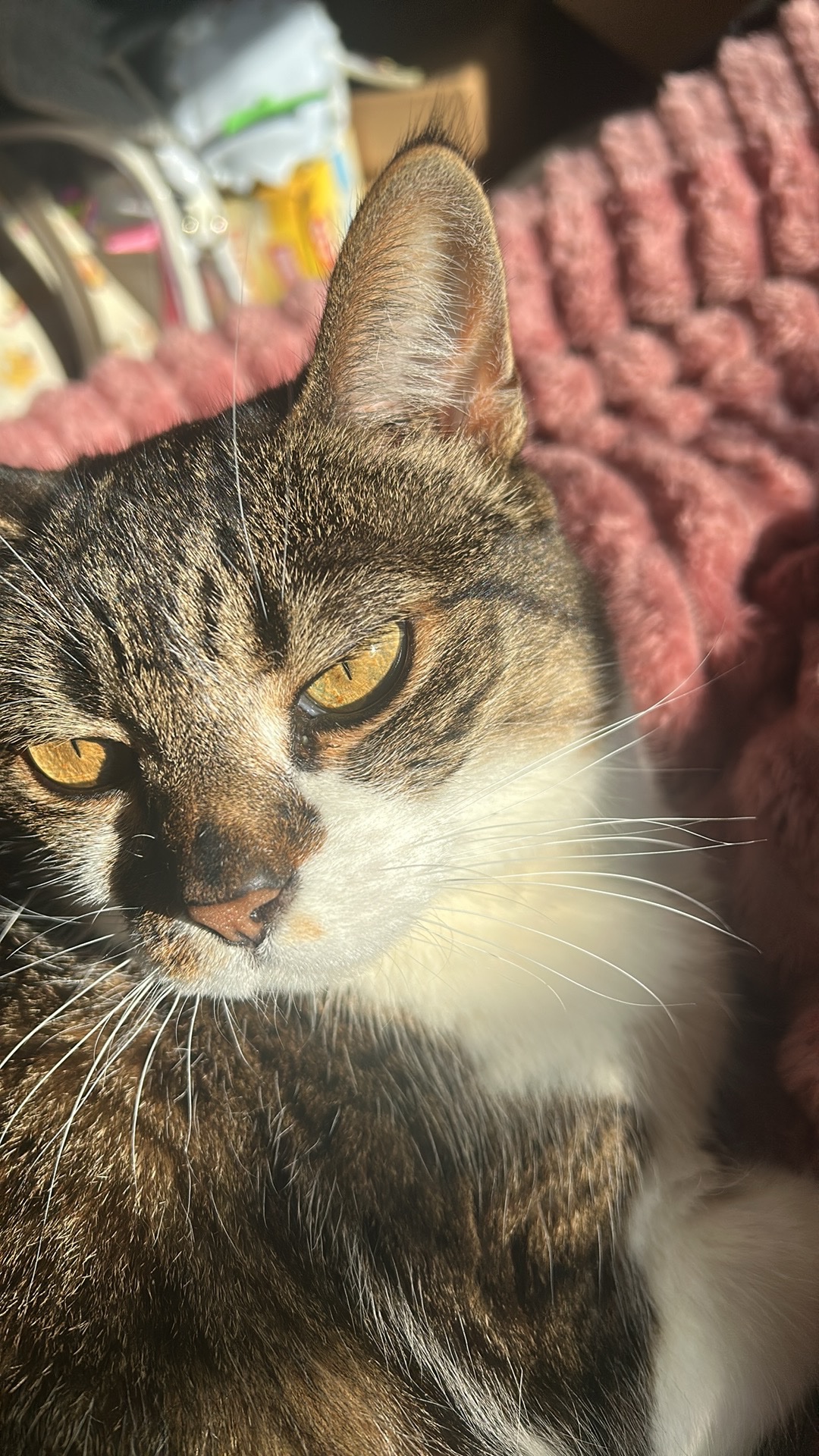 Help Cassandra Get Her Cat to the Vet campaign photo, 5 of 8