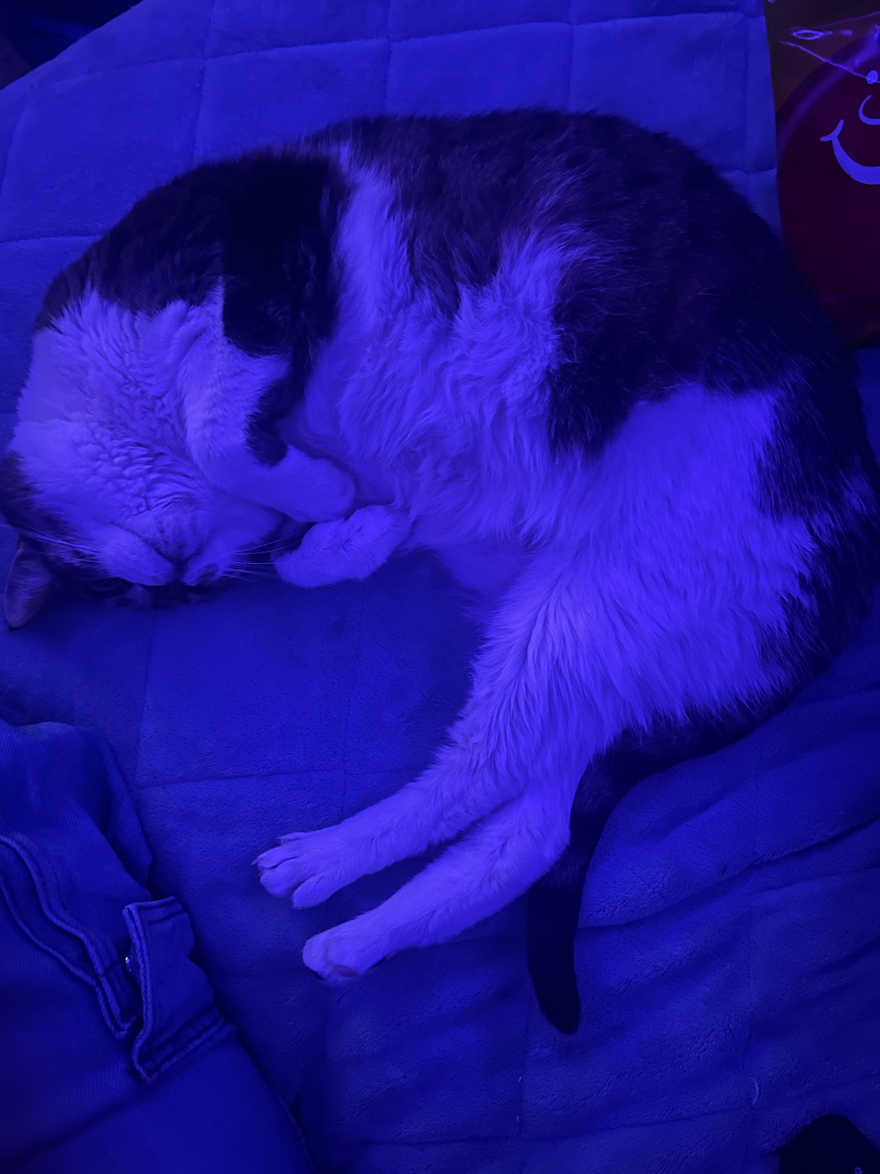 Help Cassandra Get Her Cat to the Vet campaign photo, 6 of 8