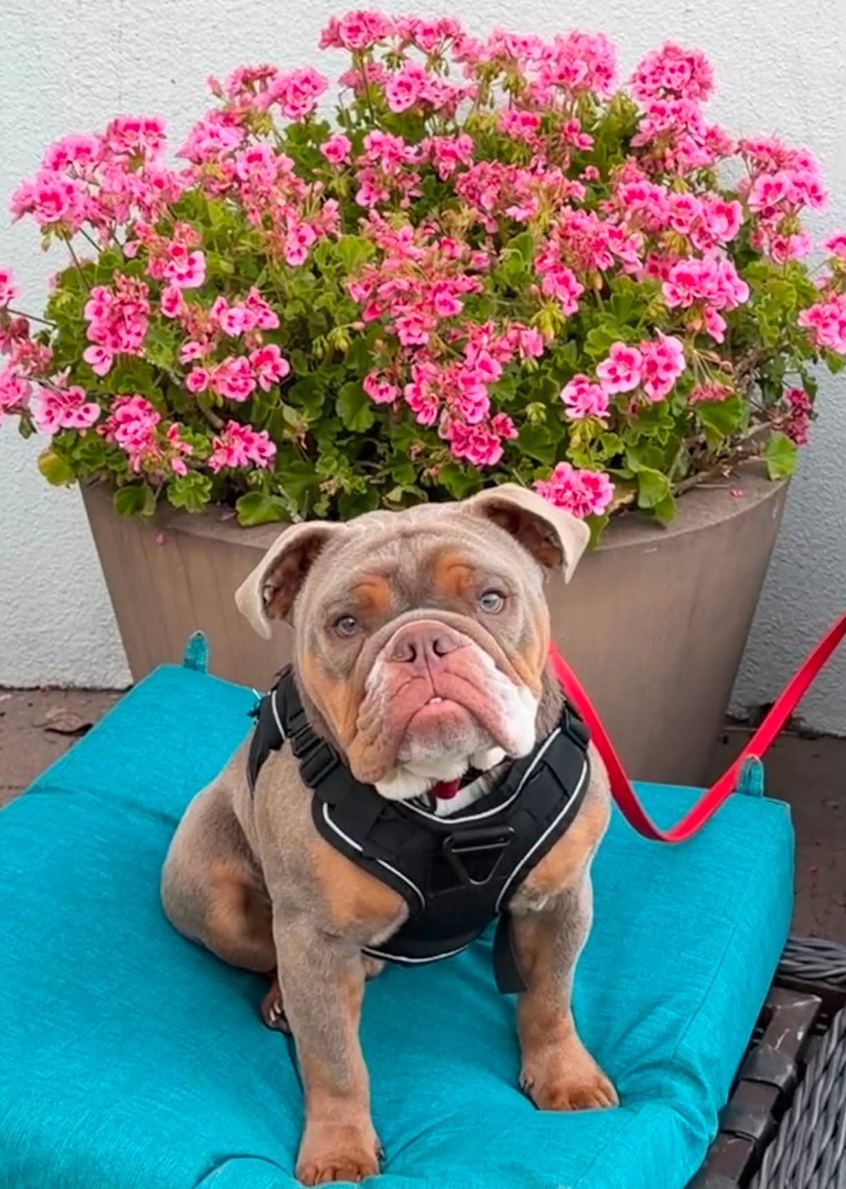 Help Bruno Fight for His Life in ICU campaign photo, 6 of 7