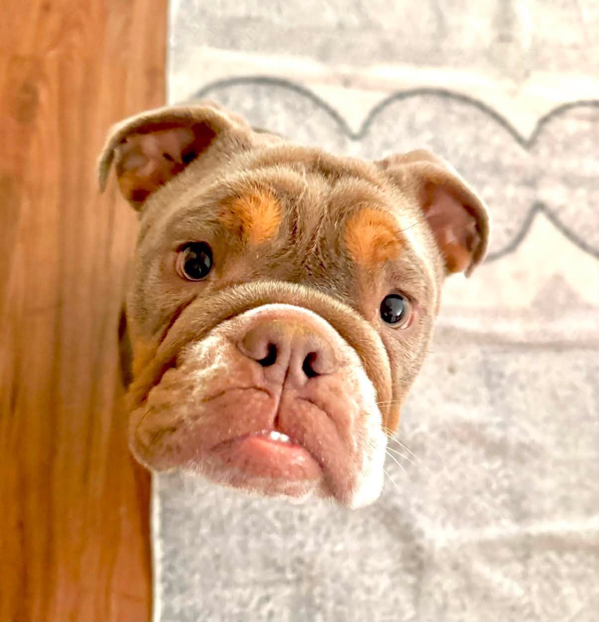 Help Bruno Fight for His Life in ICU campaign photo, 2 of 7