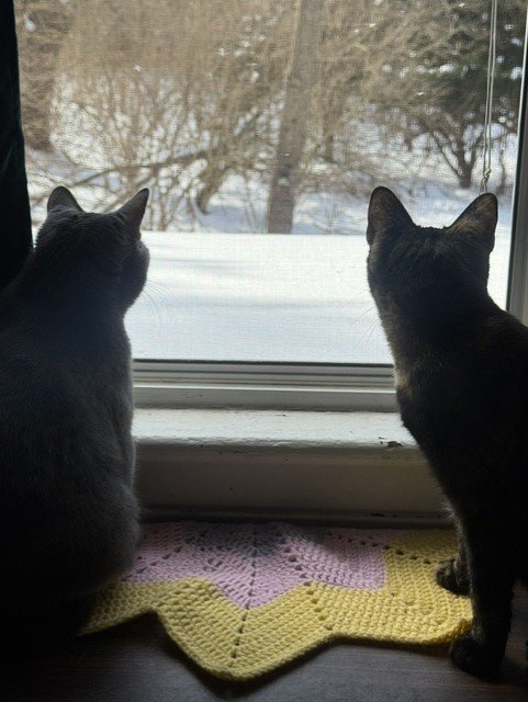 The Great Escape: Six Paws, One Shell, & Two Hearts campaign photo, 7 of 8