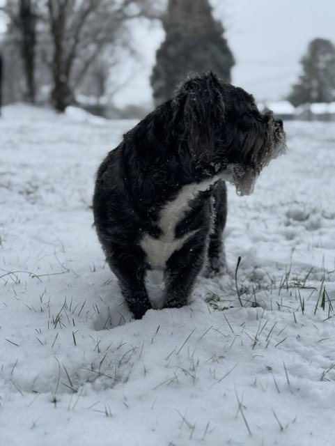 The Great Escape: Six Paws, One Shell, & Two Hearts campaign photo, 2 of 8