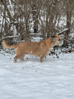 The Great Escape: Six Paws, One Shell, & Two Hearts campaign photo, 4 of 8