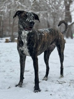 The Great Escape: Six Paws, One Shell, & Two Hearts campaign photo, 5 of 8
