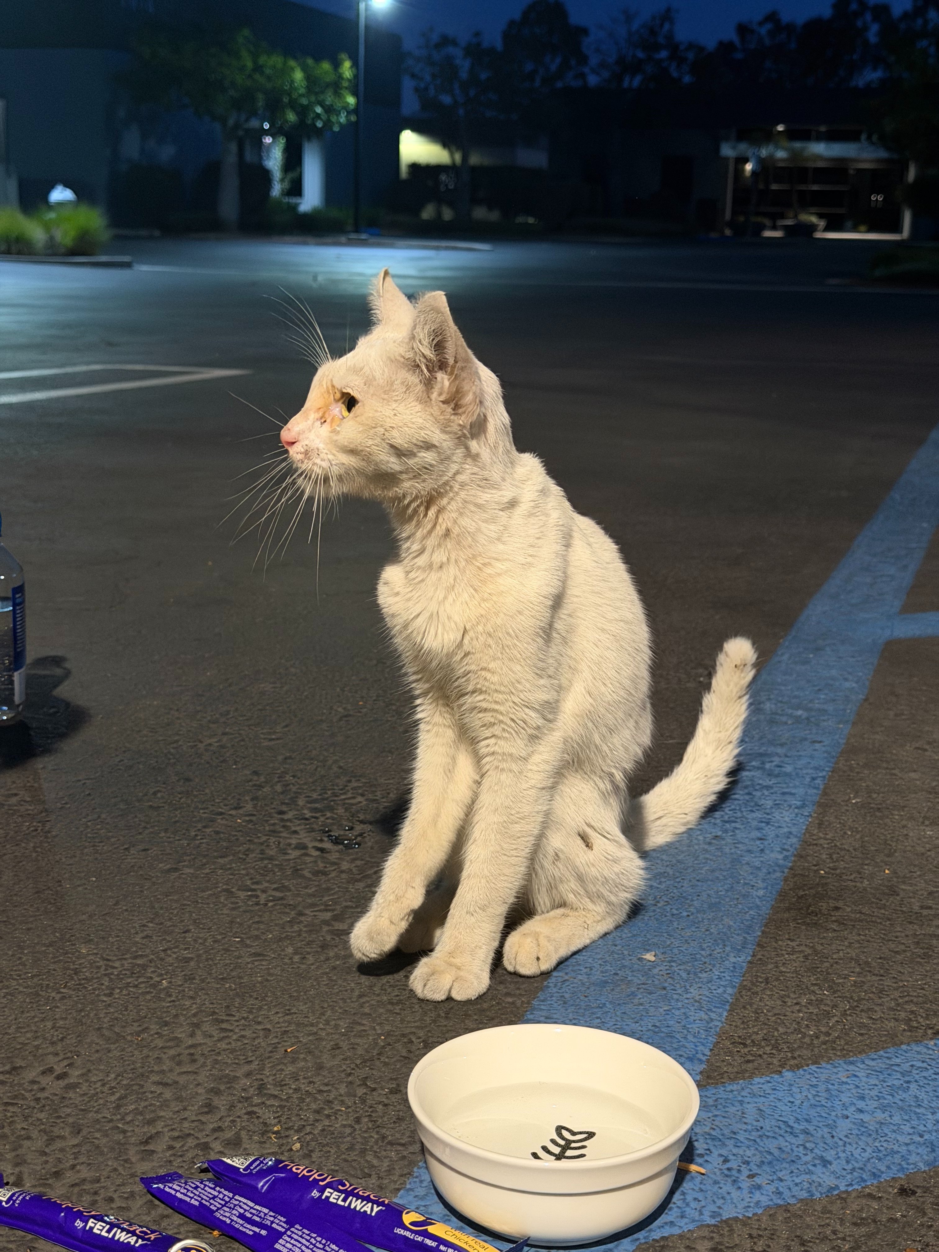 Help Save Frankie: A Gentle Cat Who Deserves a Second Chance campaign photo, 7 of 8