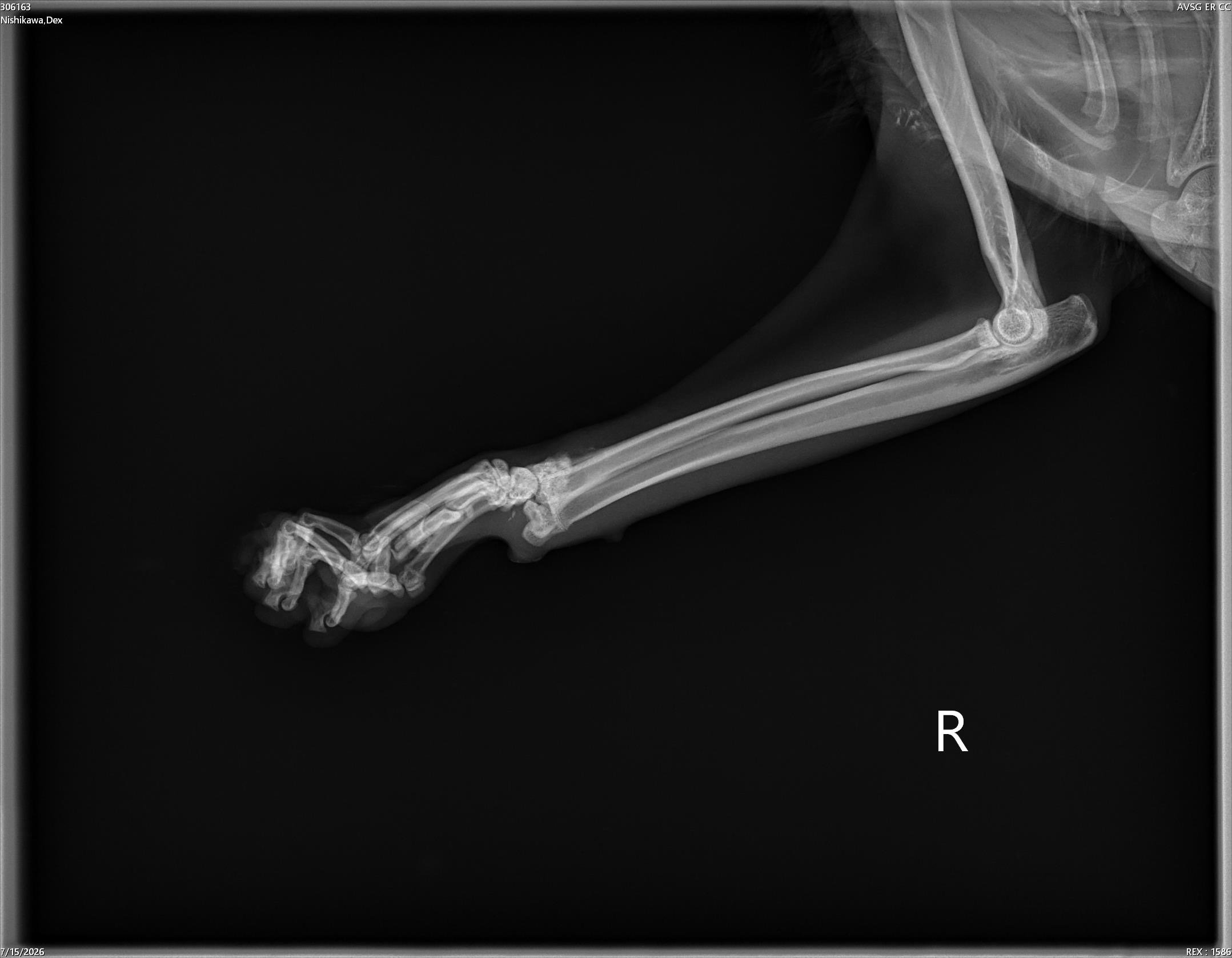 Help Save Frankie: A Gentle Cat Who Deserves a Second Chance campaign photo, 2 of 8