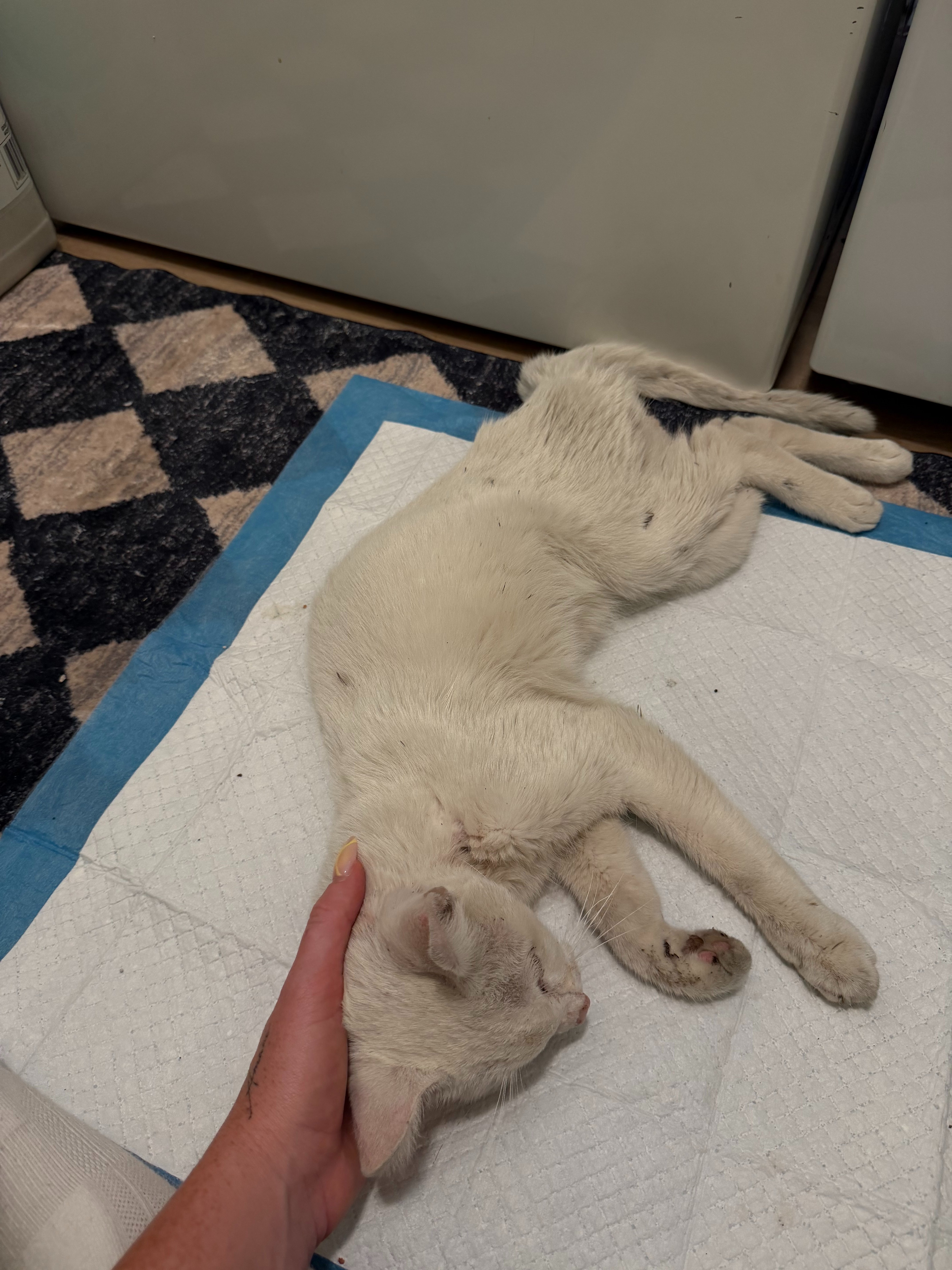 Help Save Frankie: A Gentle Cat Who Deserves a Second Chance campaign photo, 4 of 8