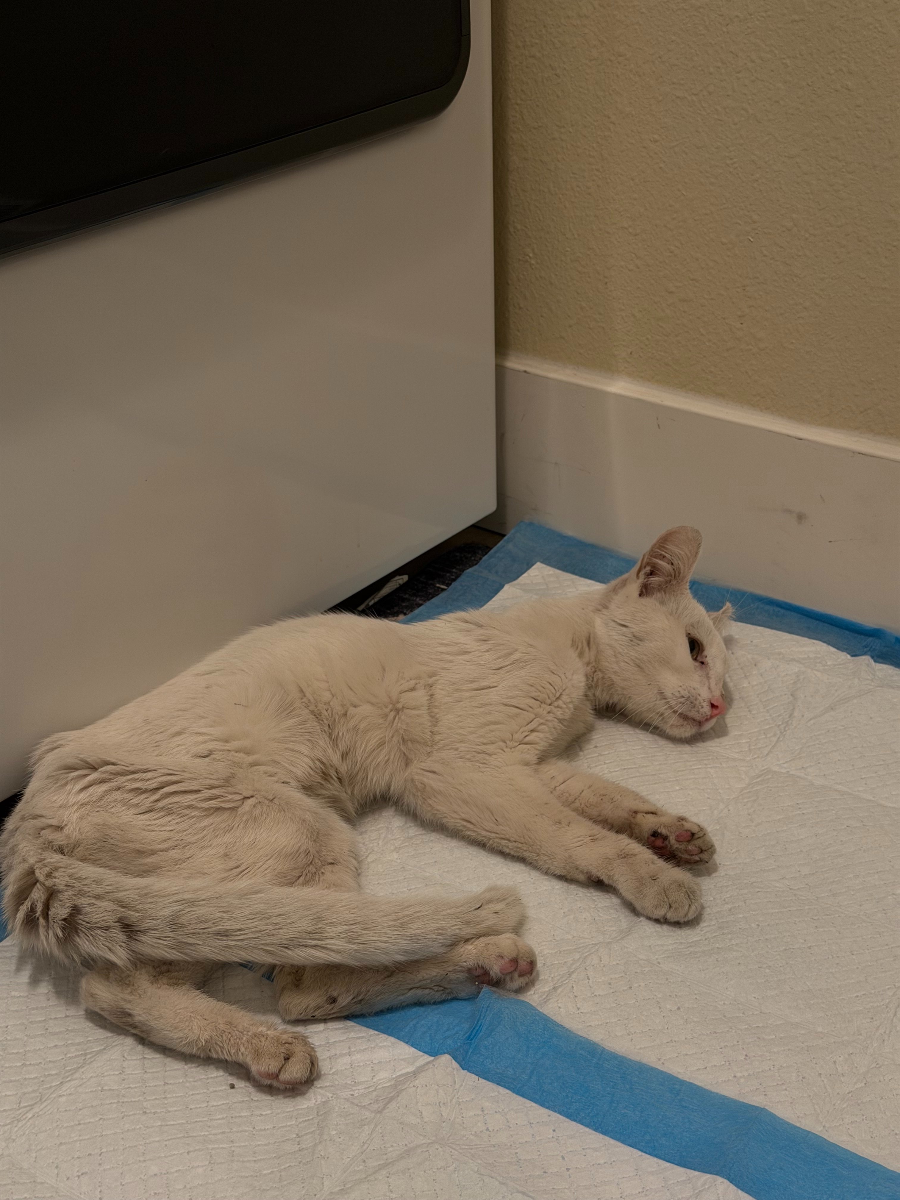 Help Save Frankie: A Gentle Cat Who Deserves a Second Chance campaign photo, 5 of 8