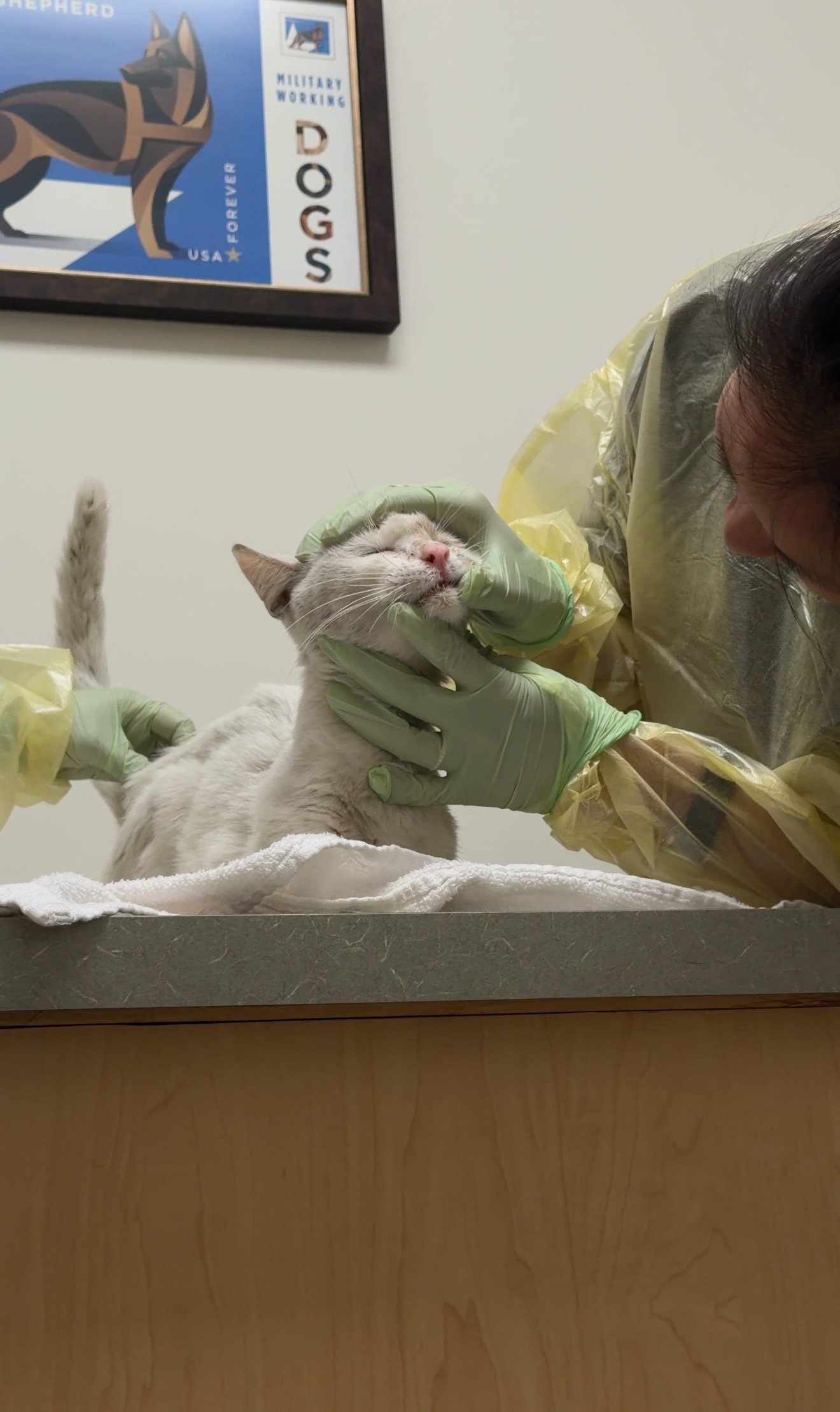 Help Save Frankie: A Gentle Cat Who Deserves a Second Chance campaign photo, 6 of 8