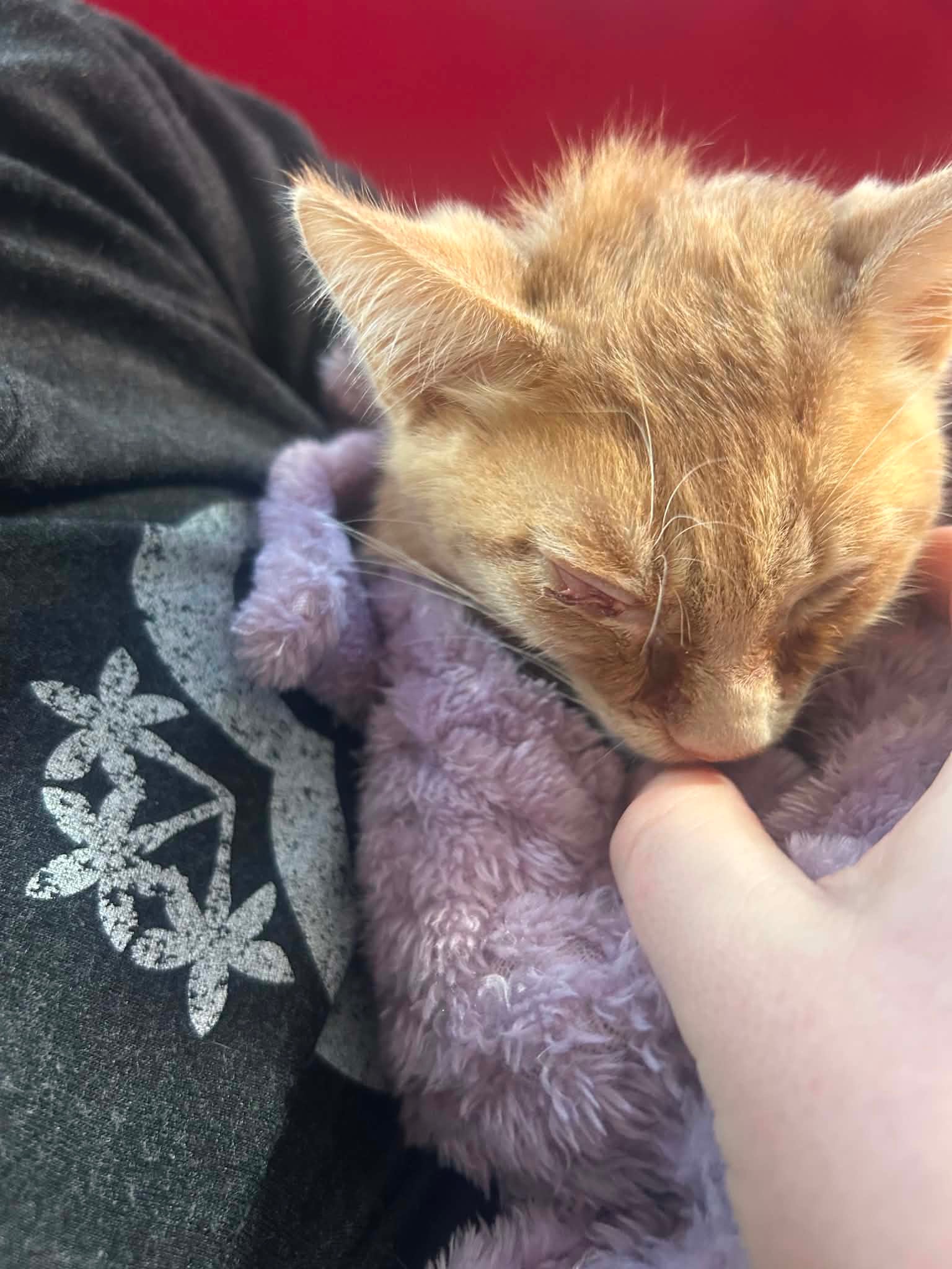 Help rescue kitten Jasper battle FIP campaign photo, 2 of 8