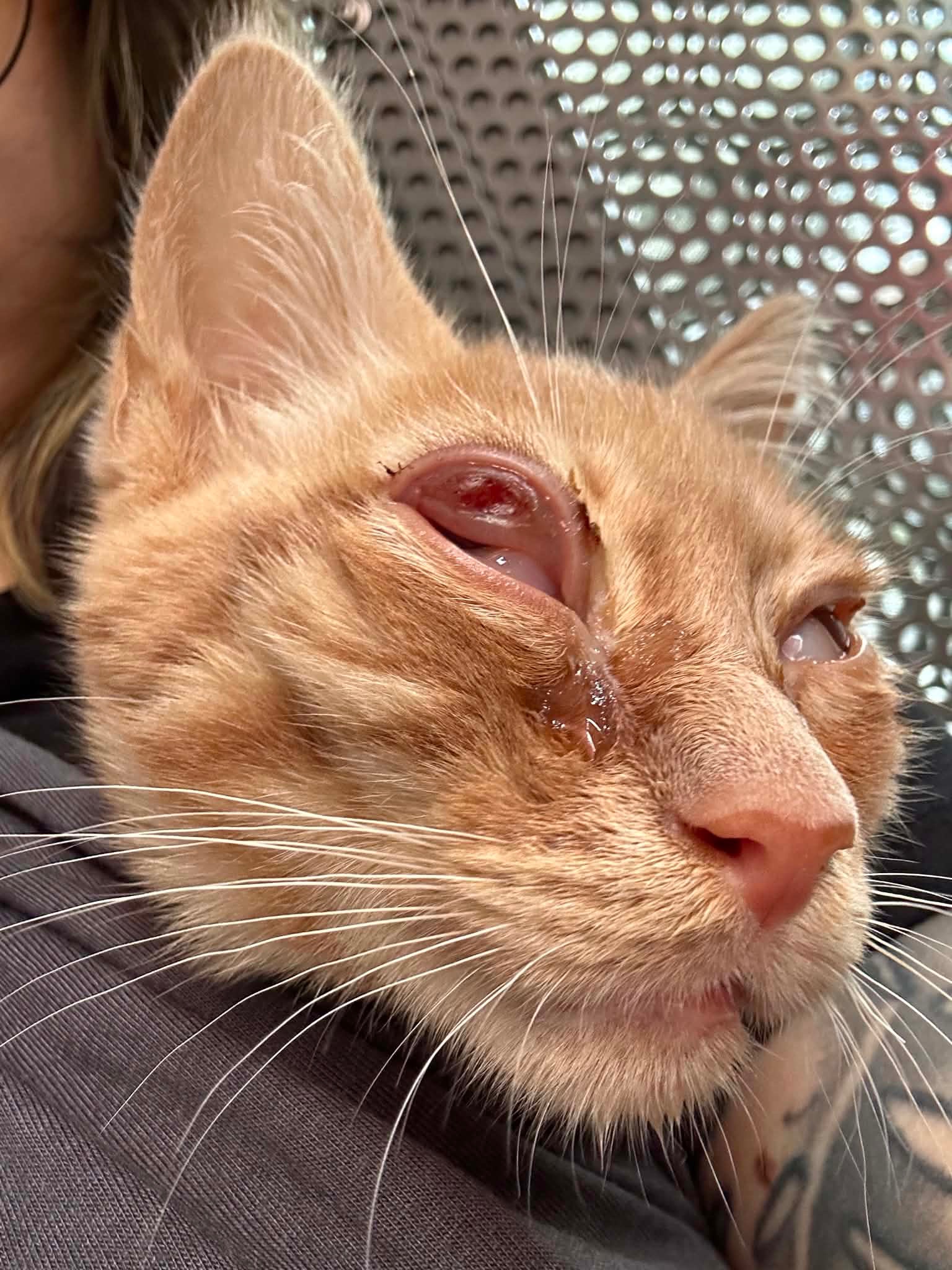 Help rescue kitten Jasper battle FIP campaign photo, 5 of 8