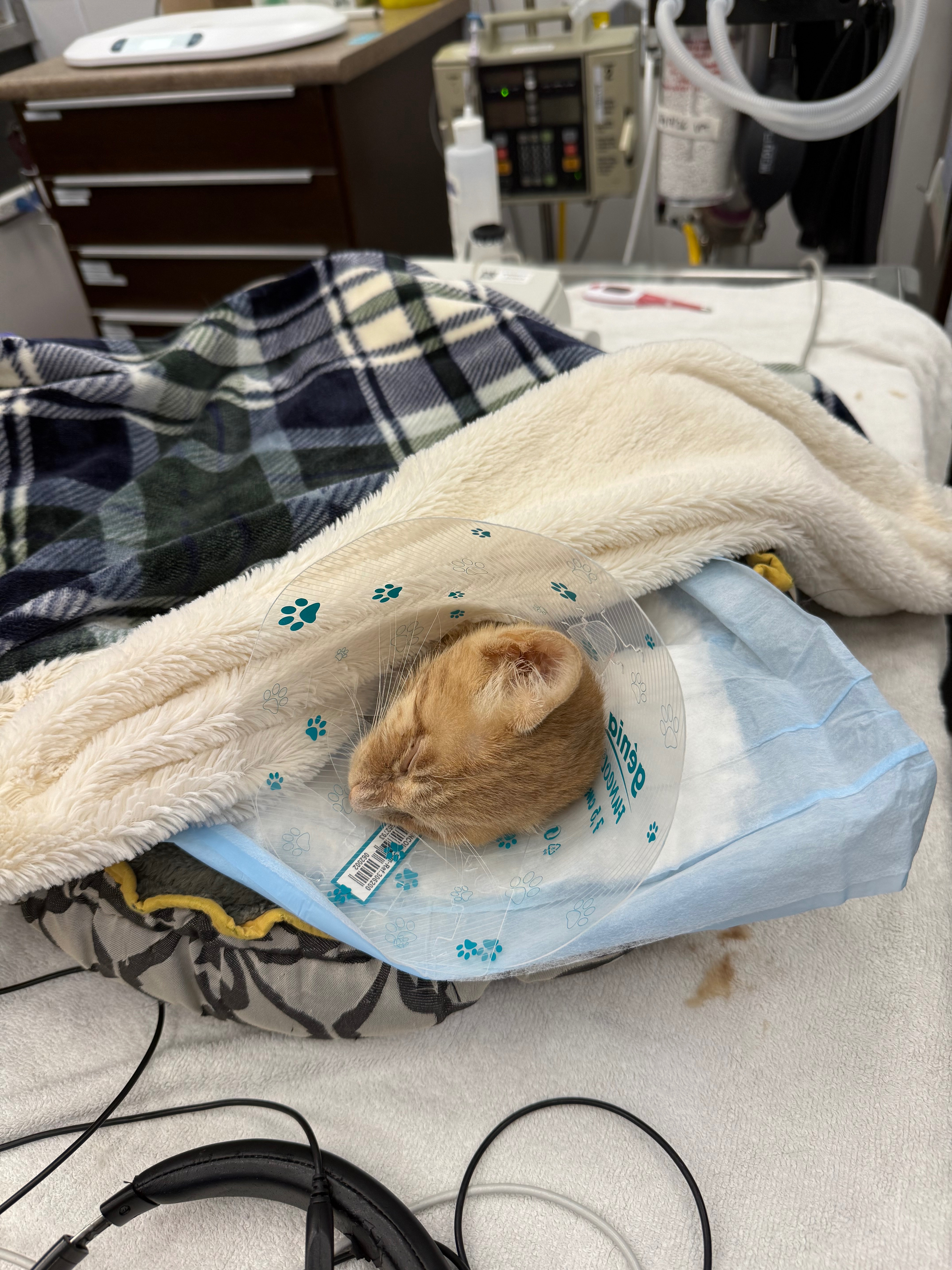 Help rescue kitten Jasper battle FIP campaign photo, 6 of 8