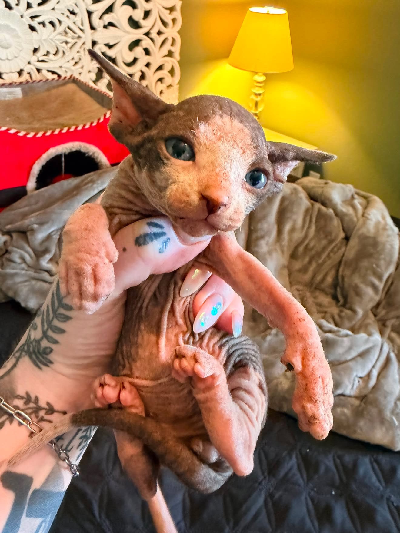 Fundraiser by Myla Abernathy : Bringing Hamiltyn Home for Myla's New ...