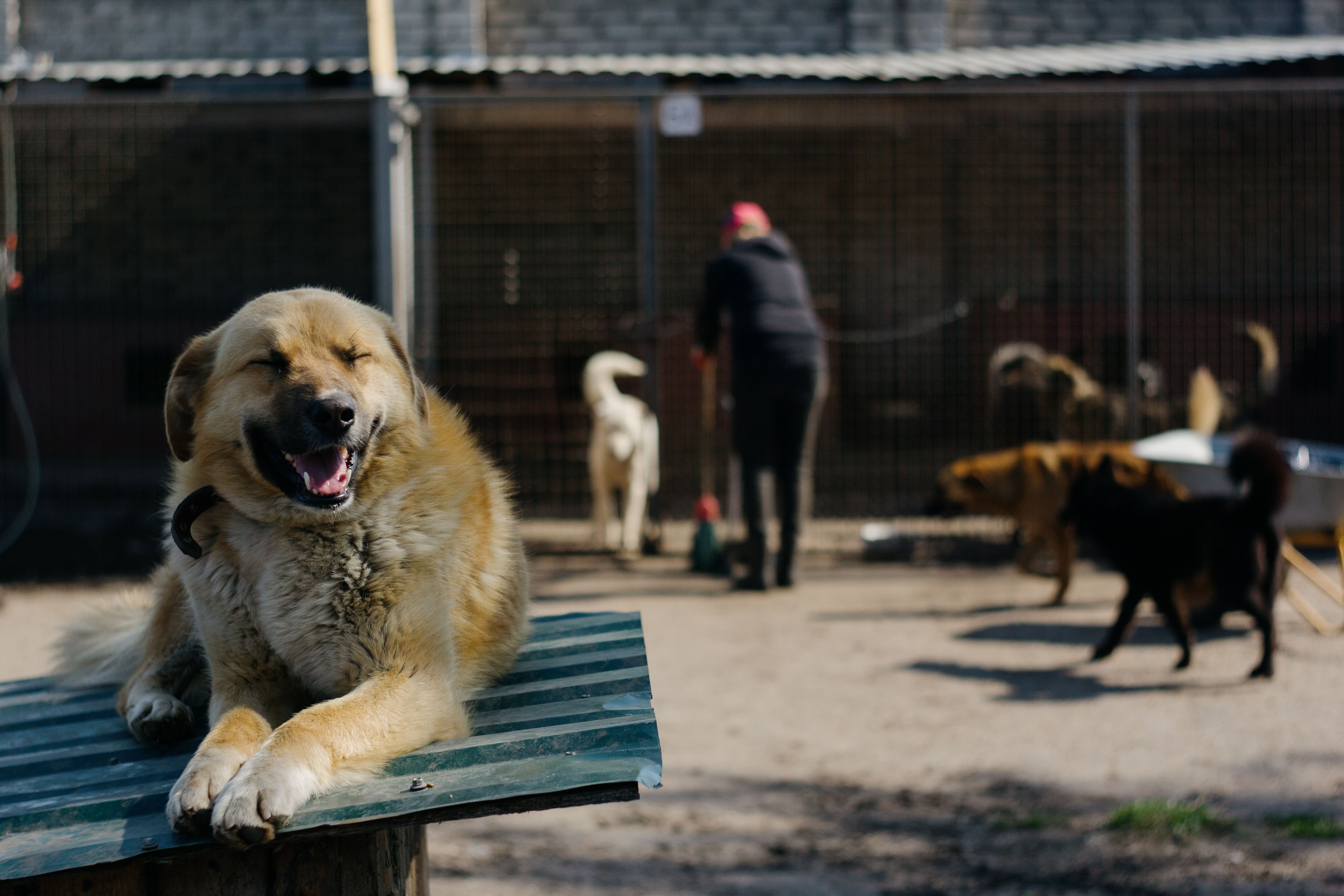 Pawgrid: Digitalizando el rescate animal campaign photo, 4 of 7