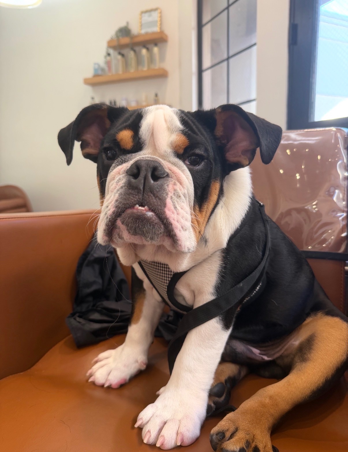 Help My Sister After Tragic Loss at Camp Canine campaign photo, 2 of 8