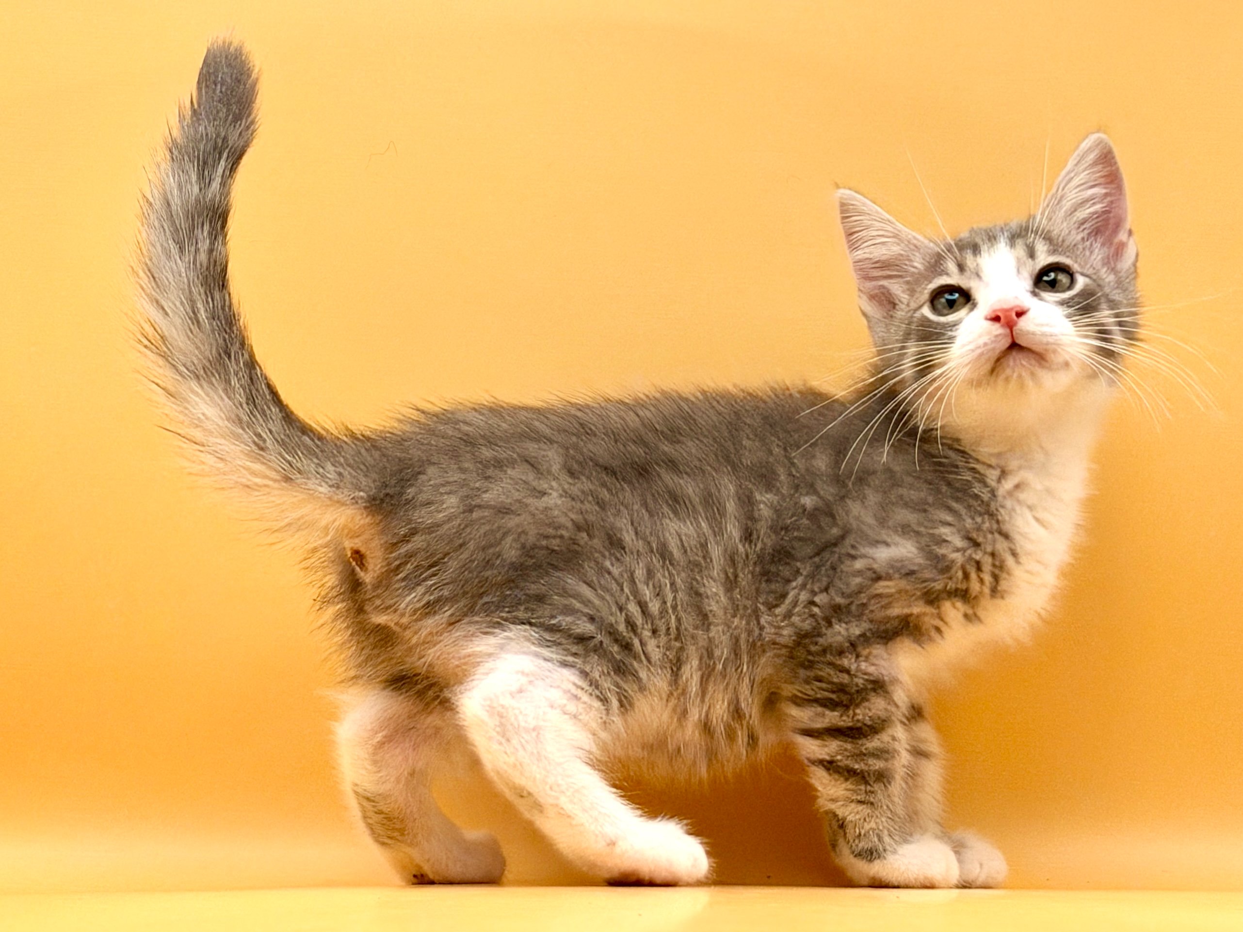 Help Orion Start His Next Chapter campaign photo, 4 of 7