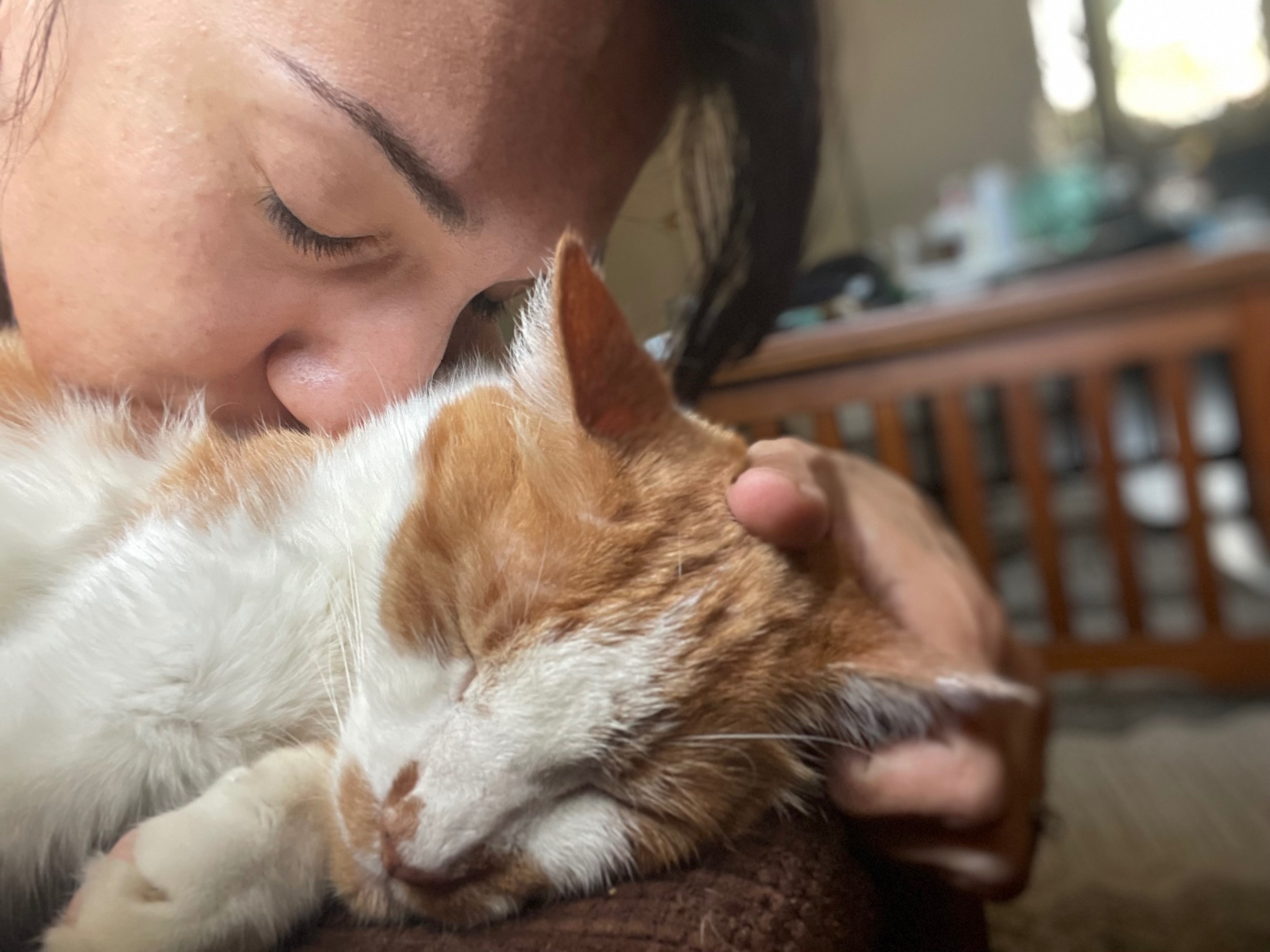 Overwhelmed cat mom-please help save my cat Flan& stay afloa campaign photo, 7 of 8