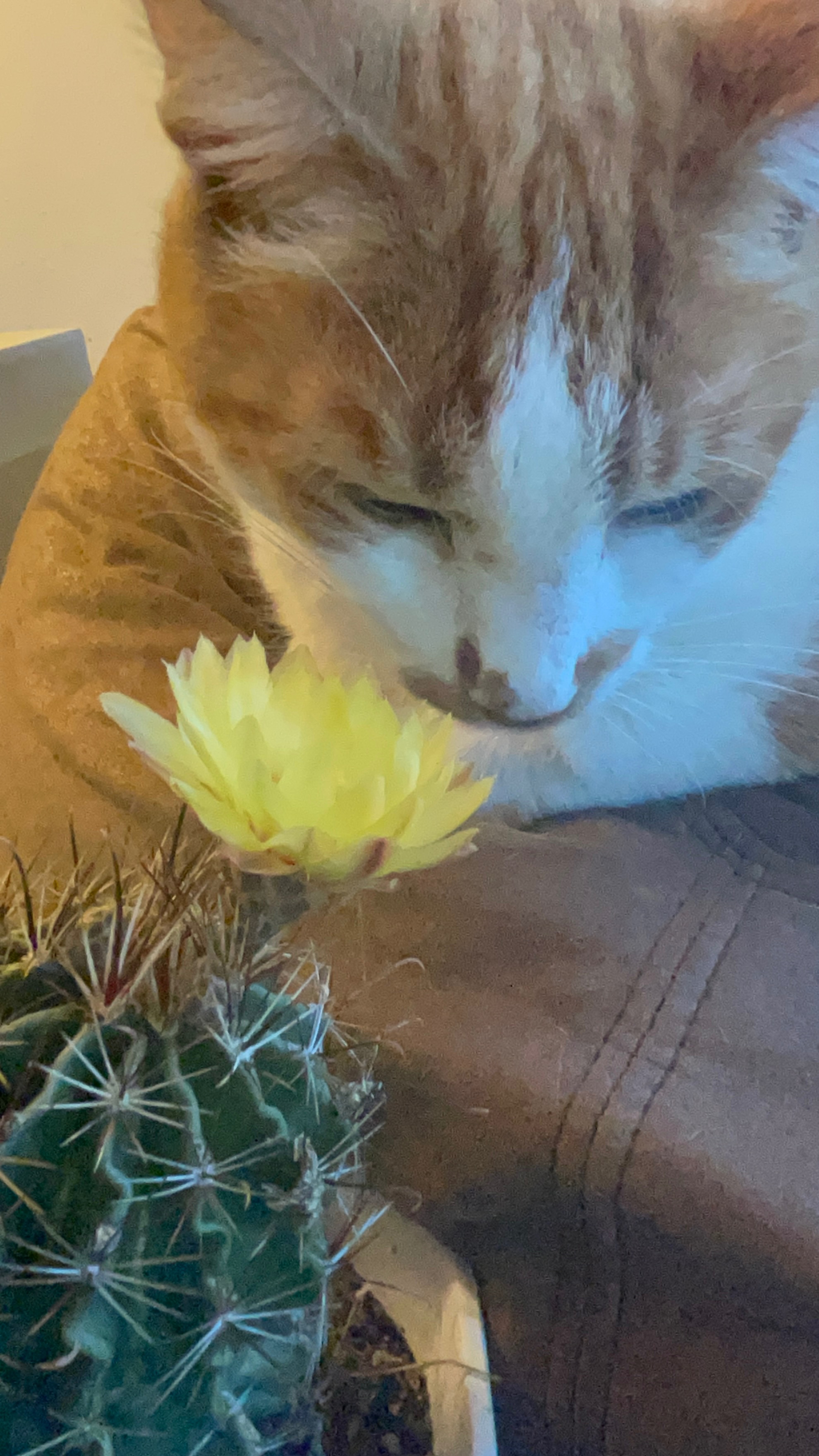 Overwhelmed cat mom-please help save my cat Flan& stay afloa campaign photo, 2 of 8