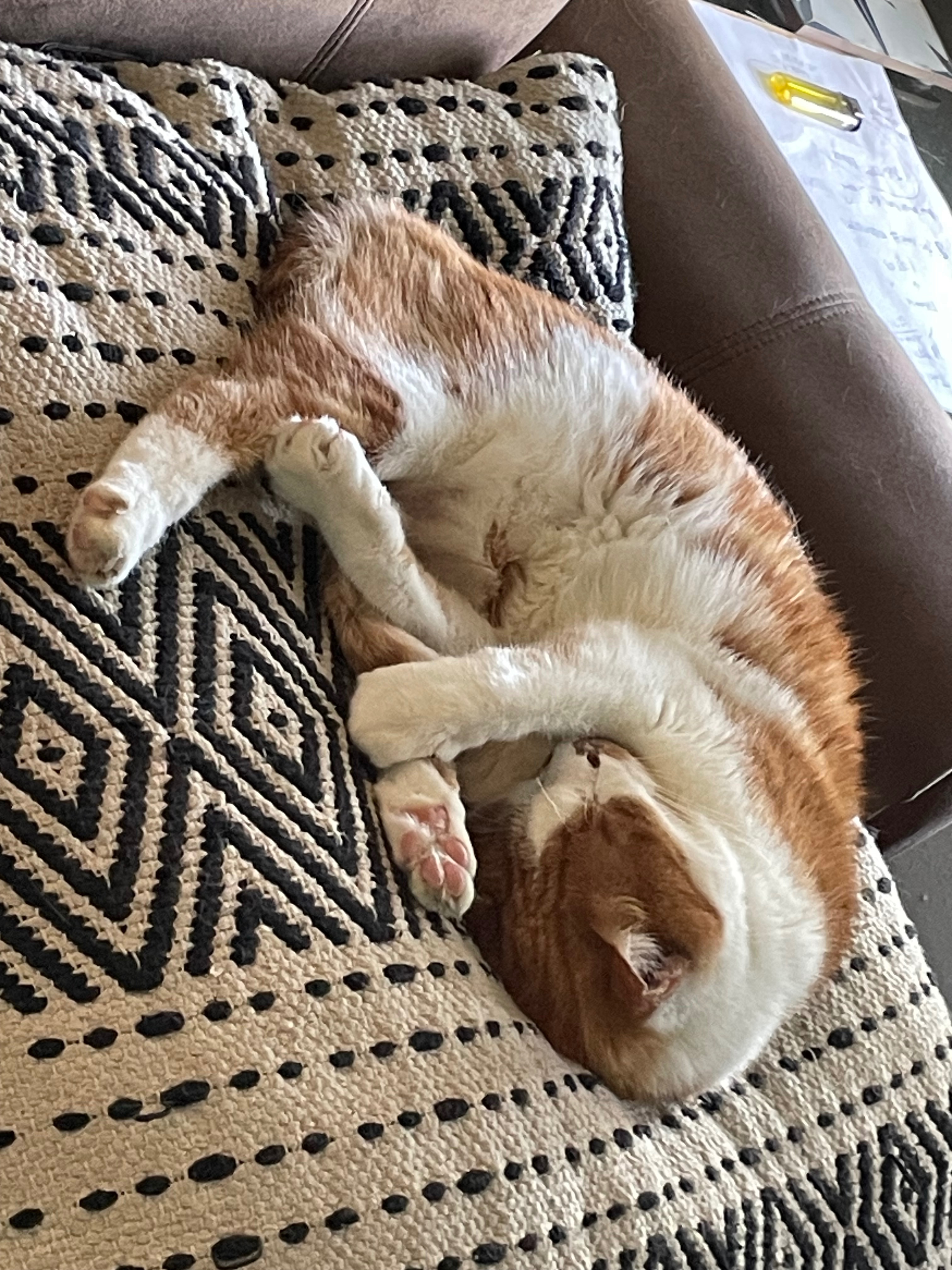 Overwhelmed cat mom-please help save my cat Flan& stay afloa campaign photo, 4 of 8