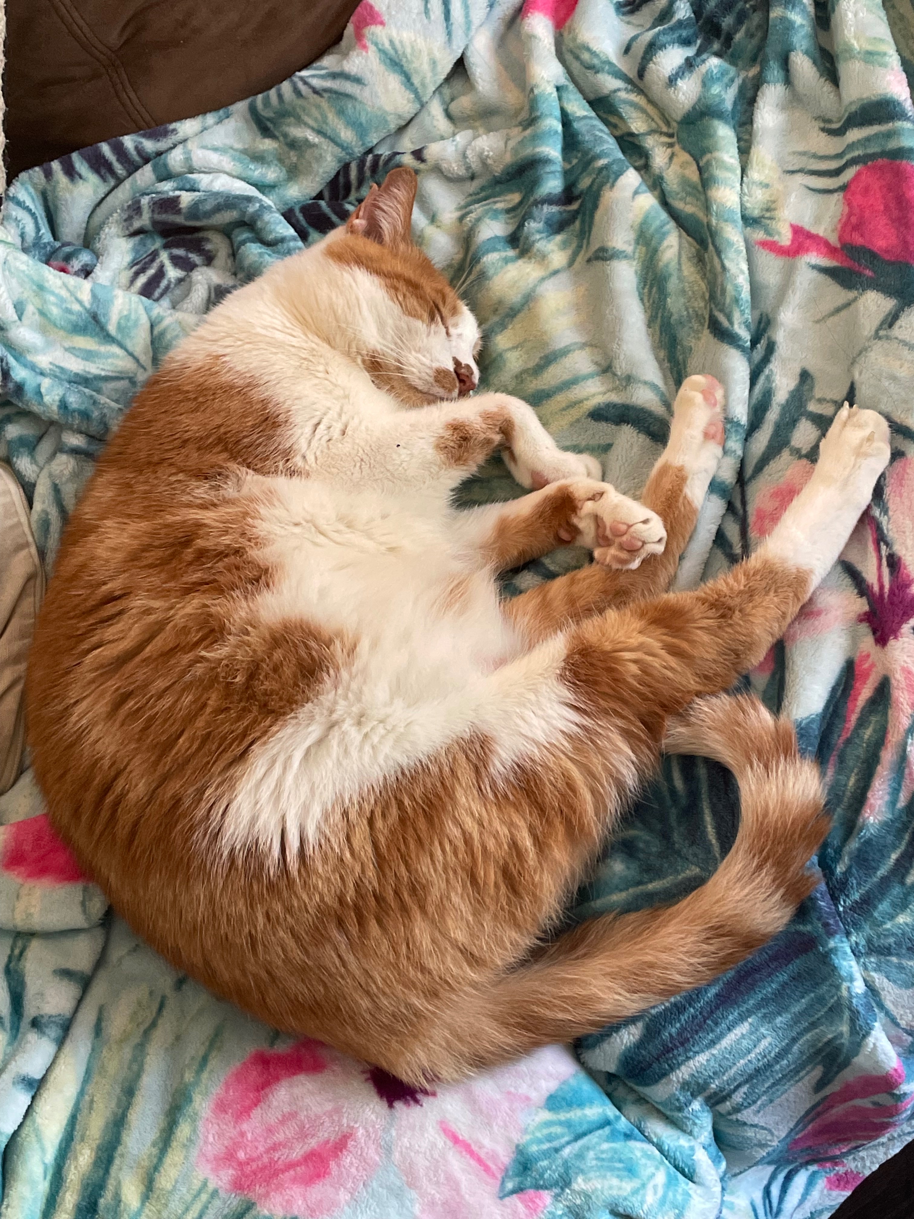Overwhelmed cat mom-please help save my cat Flan& stay afloa campaign photo, 5 of 8