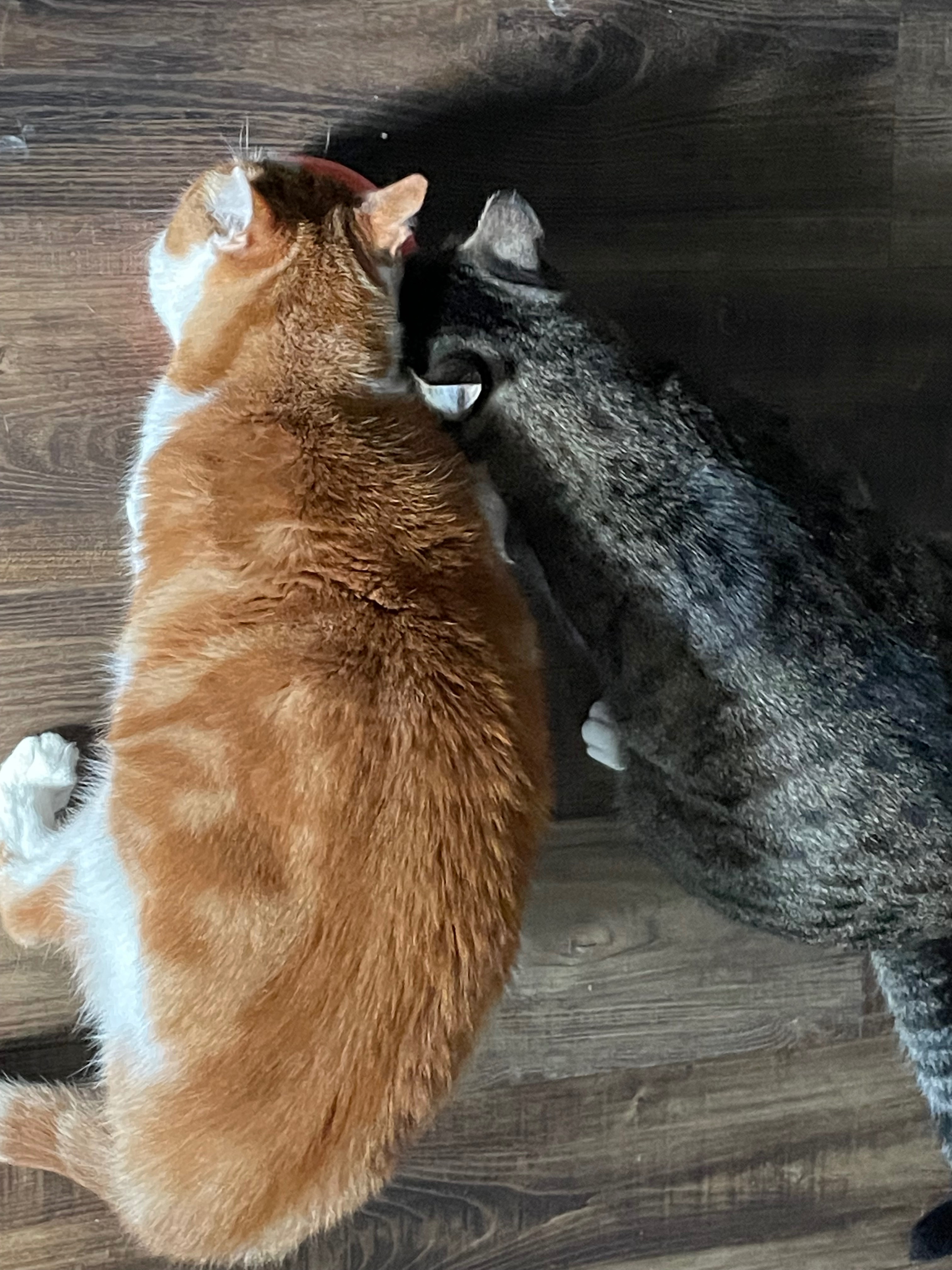 Overwhelmed cat mom-please help save my cat Flan& stay afloa campaign photo, 6 of 8