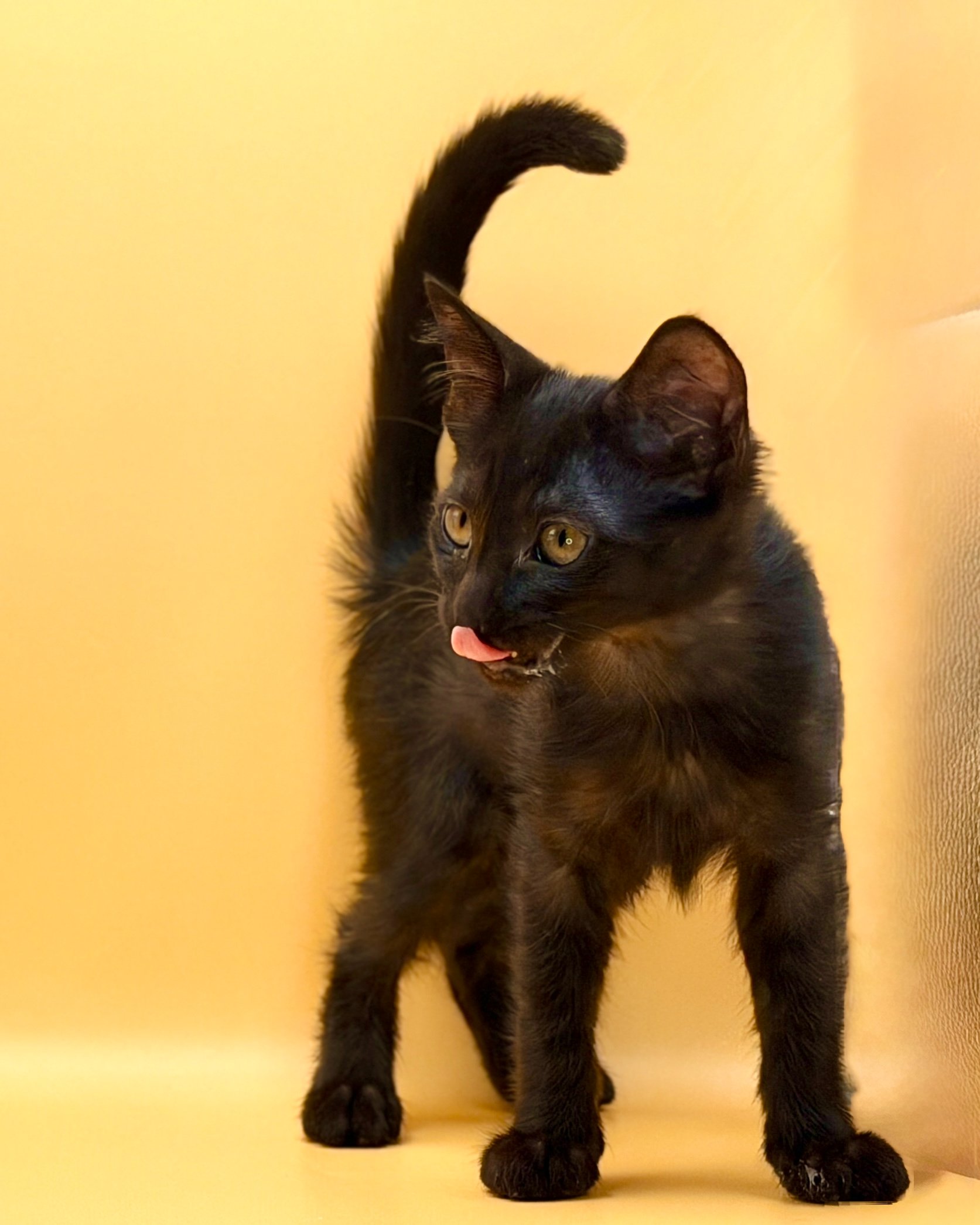 Help Onyx Start Her Next Chapter campaign photo, 6 of 7