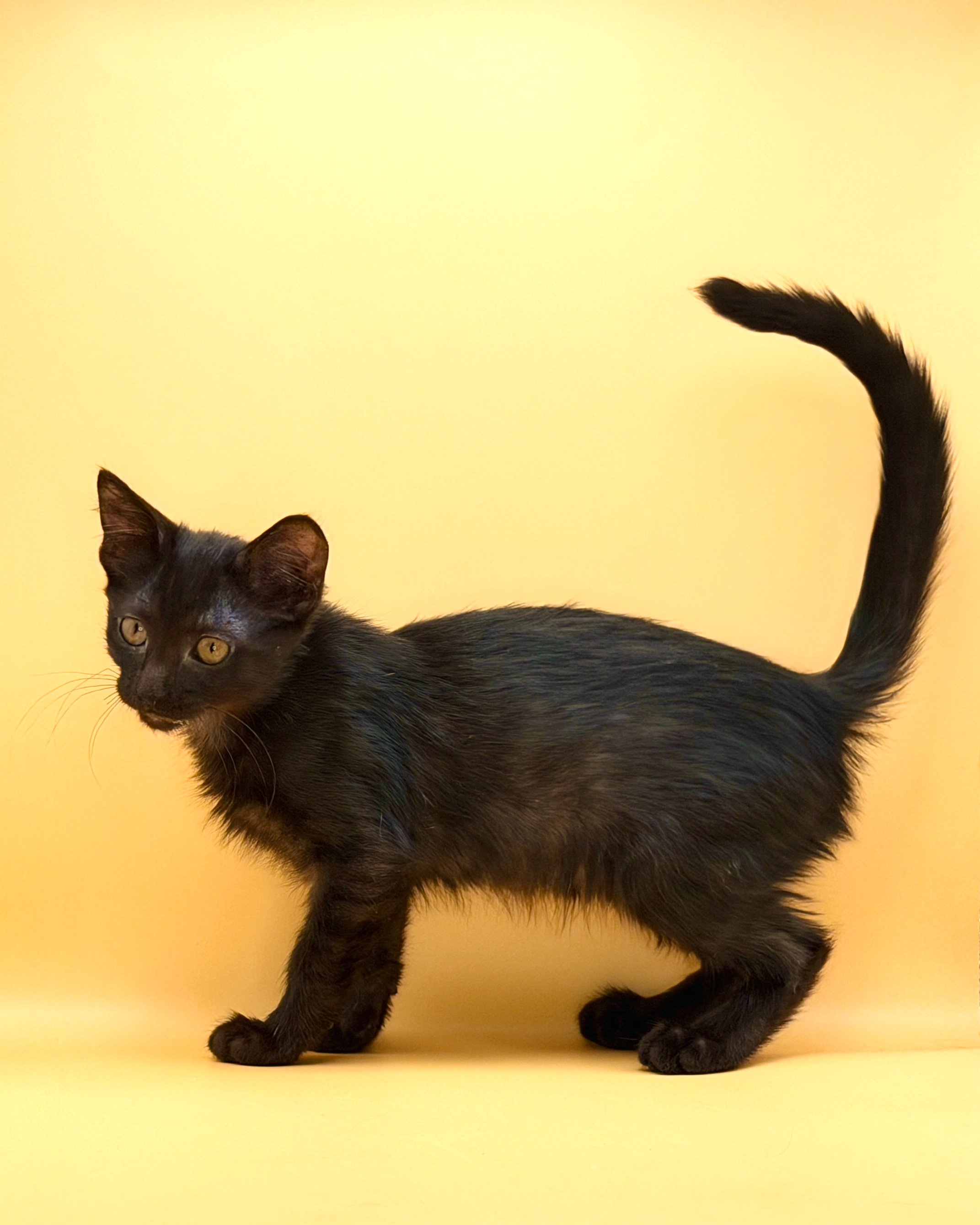 Help Onyx Start Her Next Chapter campaign photo, 2 of 7