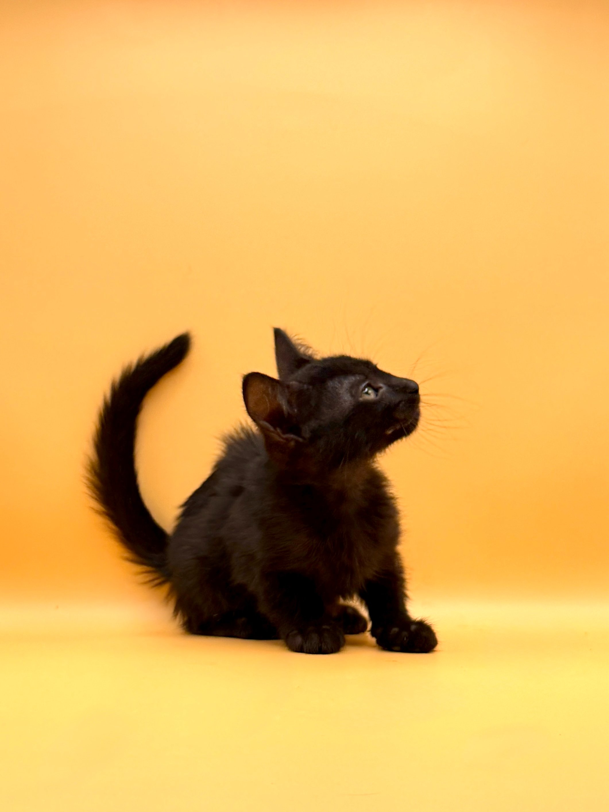 Help Onyx Start Her Next Chapter campaign photo, 4 of 7