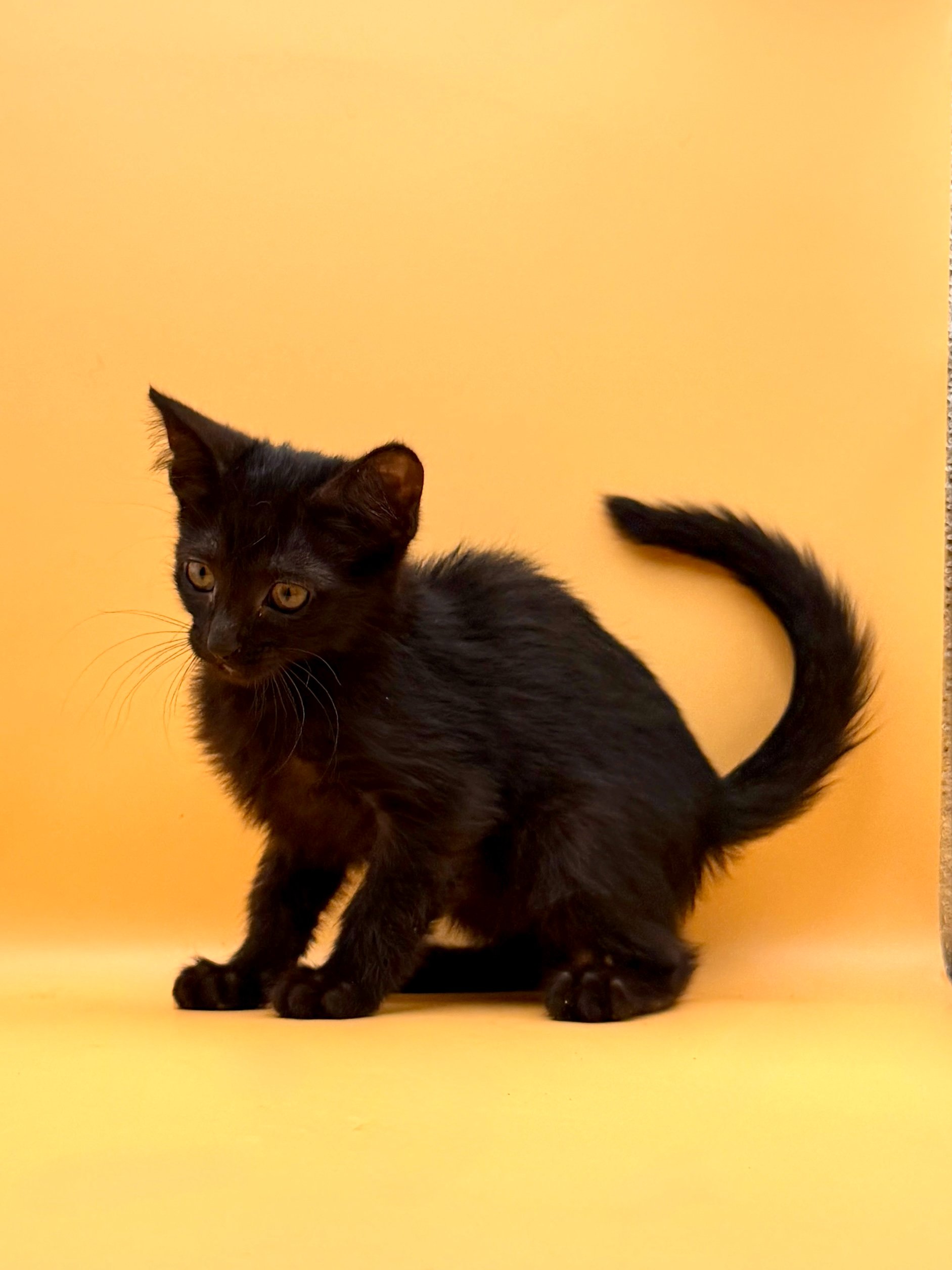 Help Onyx Start Her Next Chapter campaign photo, 5 of 7
