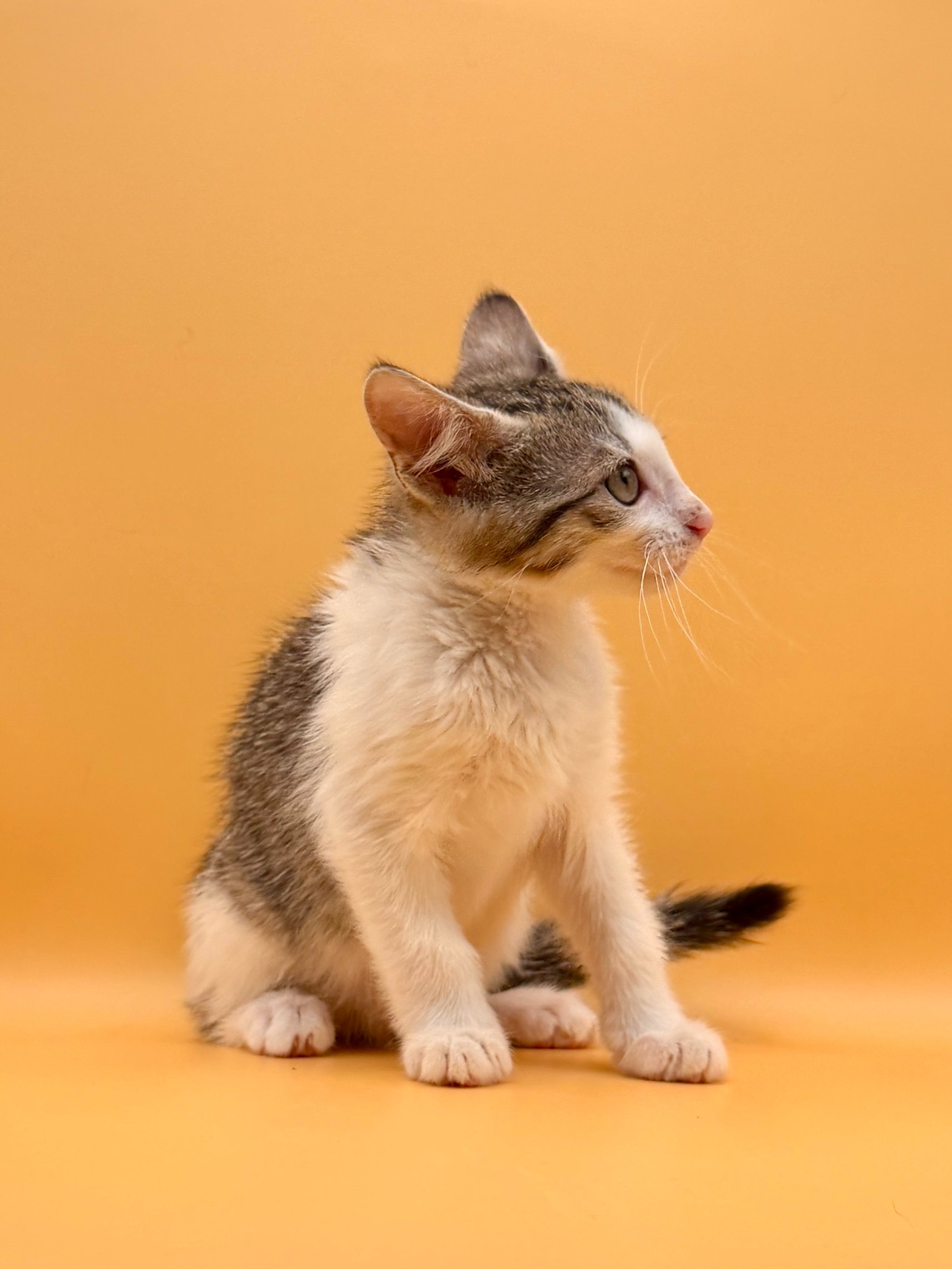 Help Pearl Start Her Next Chapter campaign photo, 6 of 7